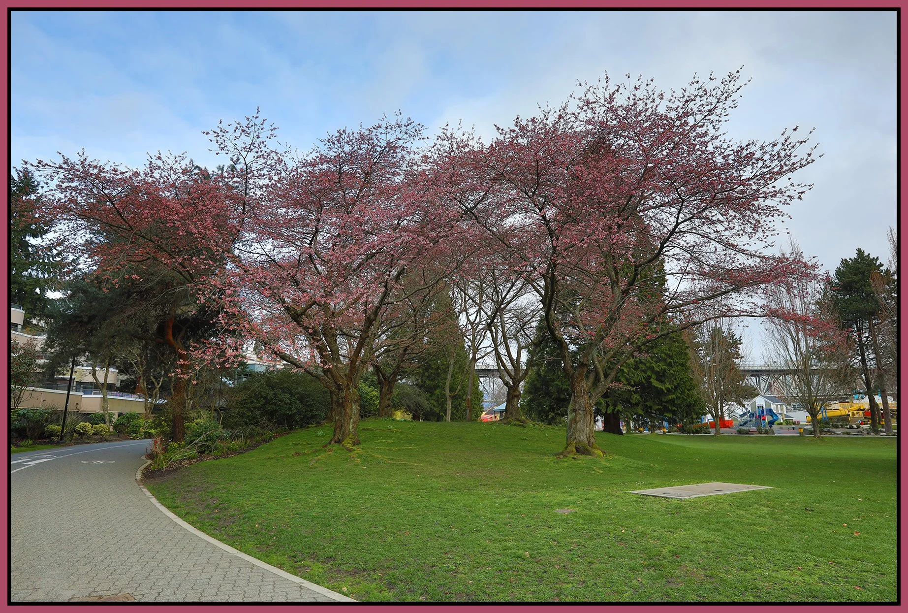 Granville Island Trees_Mar 20_2022_HDR_5B0701_4x6s.jpg