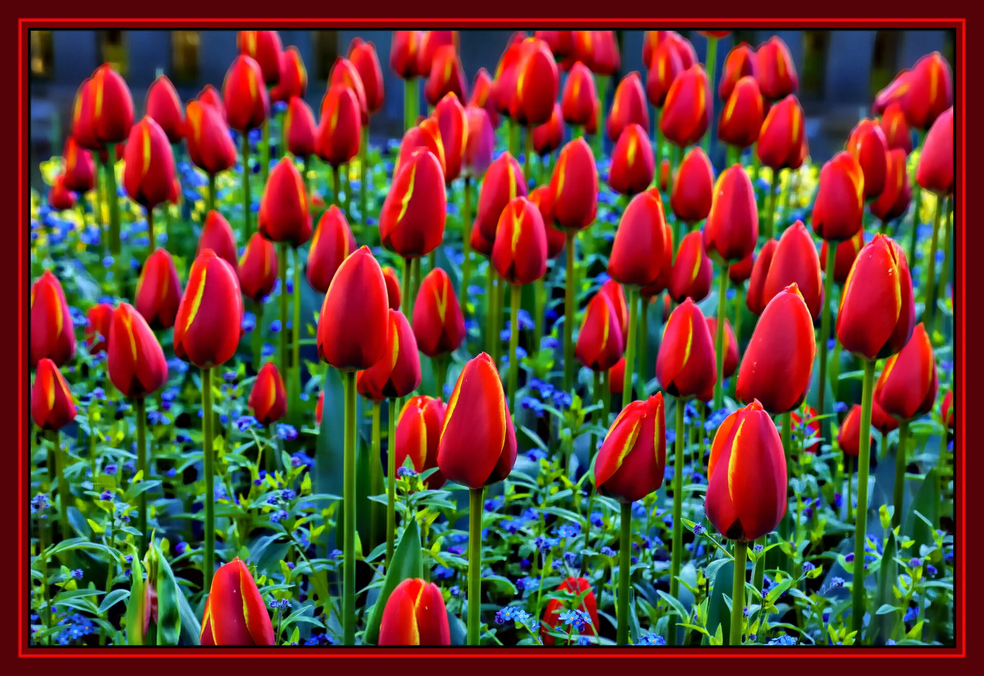 Flowers Tulips_Apr 25_2019_HDR_E4696_peHdr2013_1_4x6s.jpg