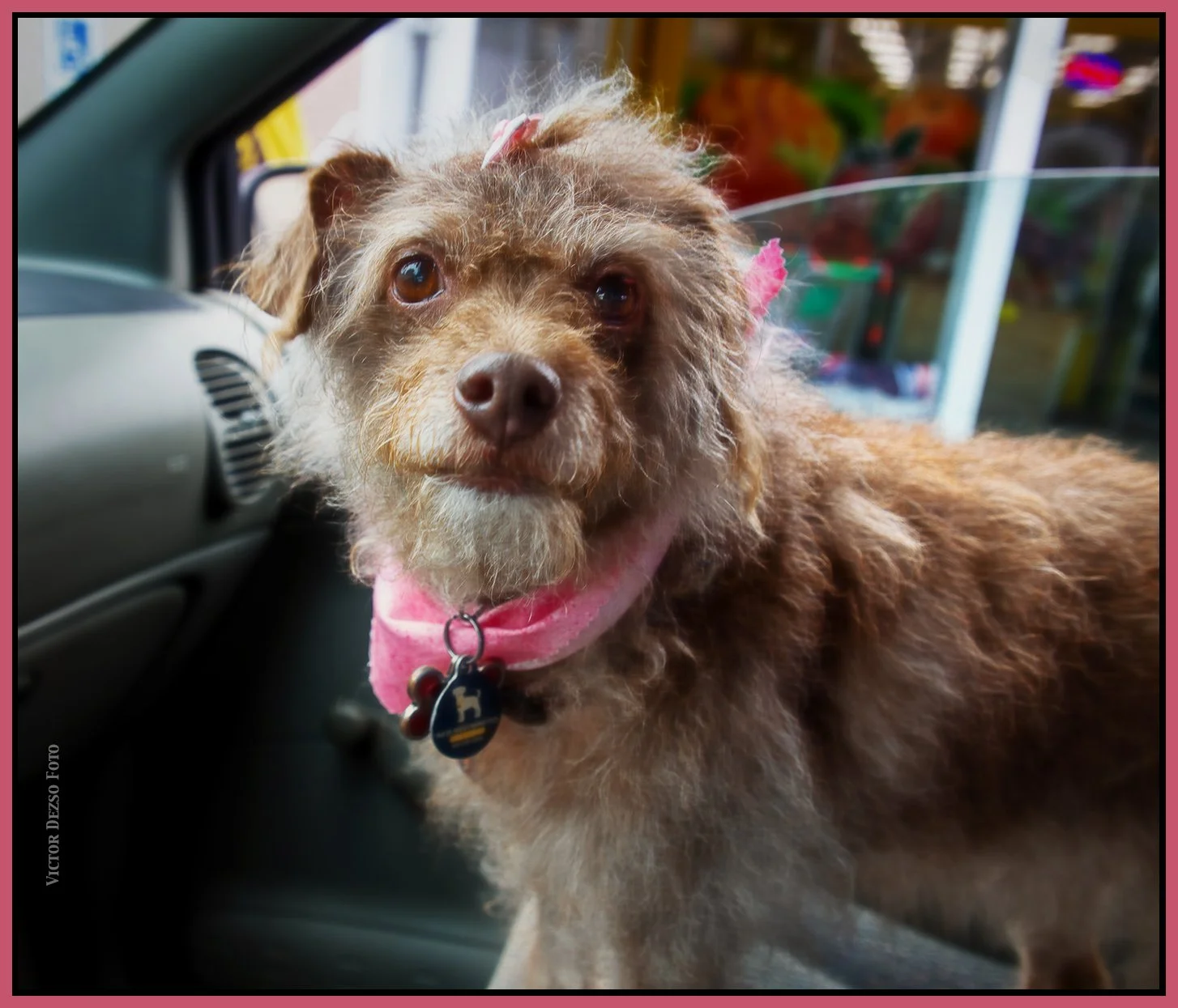 Frances Groomed_Aug 13_2025_CR2_4K0933_1_peDwD_PortSftnd_4x5s.jpg