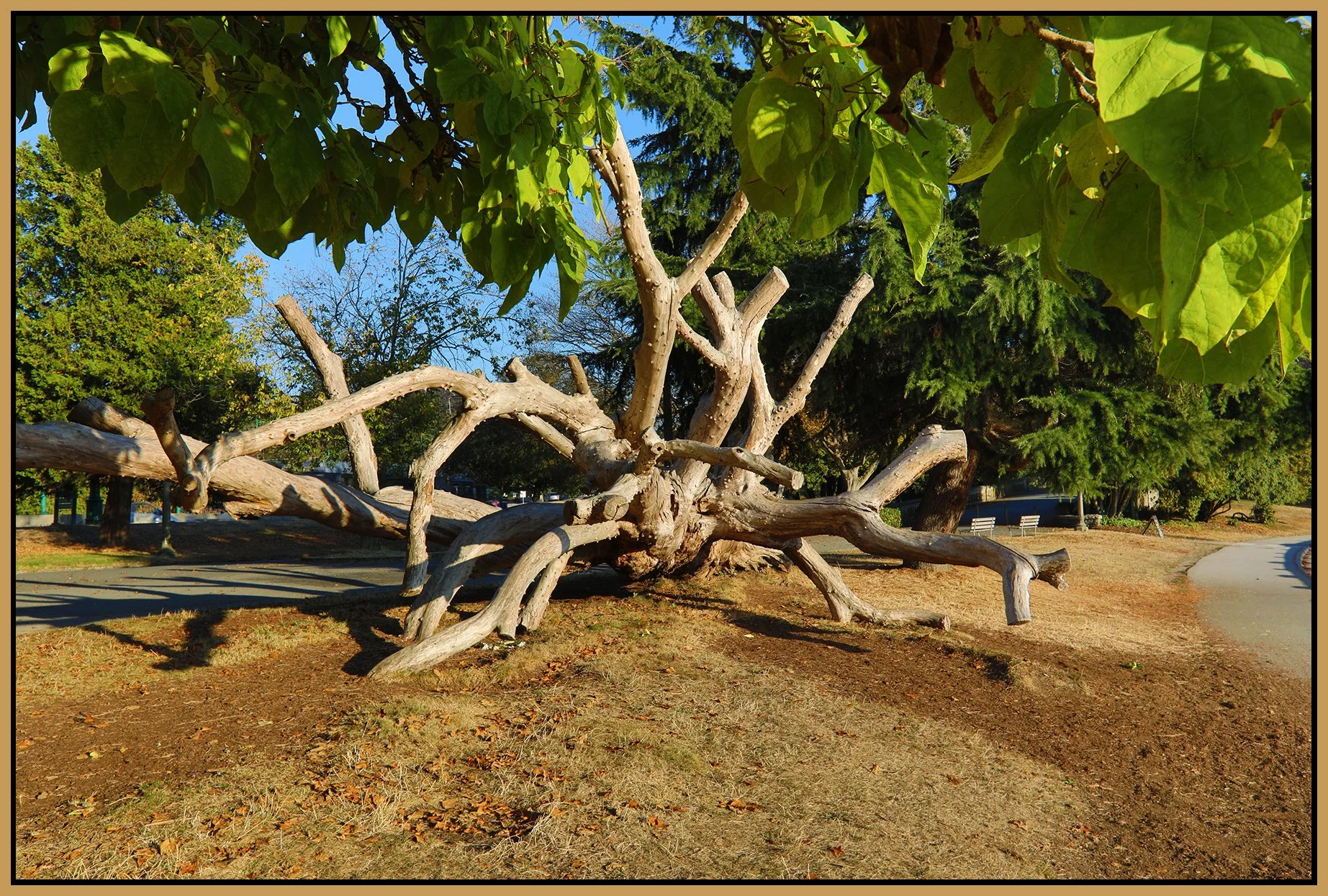 Stanley Pk Trees_Oct 15_2022_HDR_5C3068_4x6s.jpg