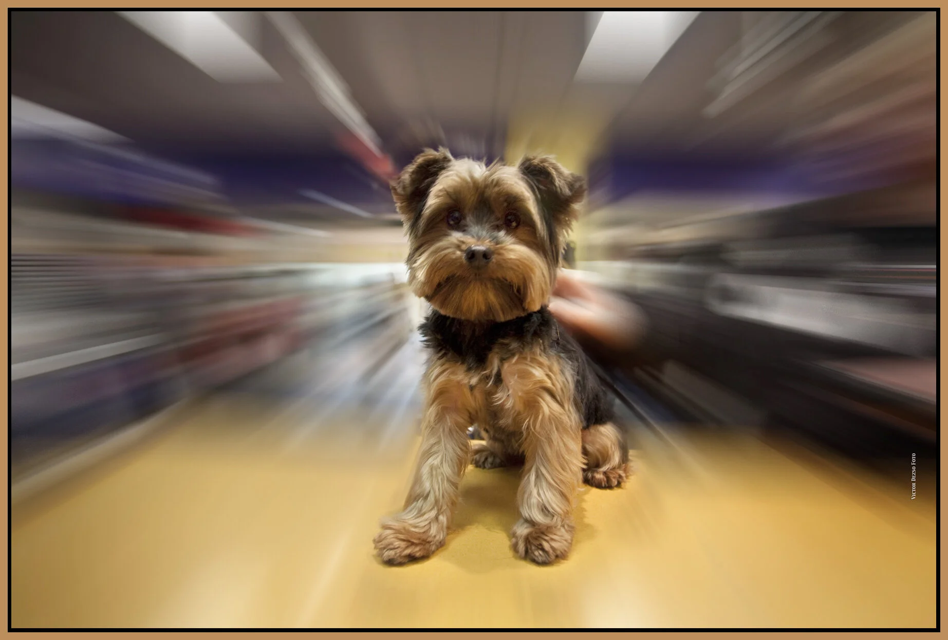 Doggy-Mar 18_2010_9426_4x6s.jpg