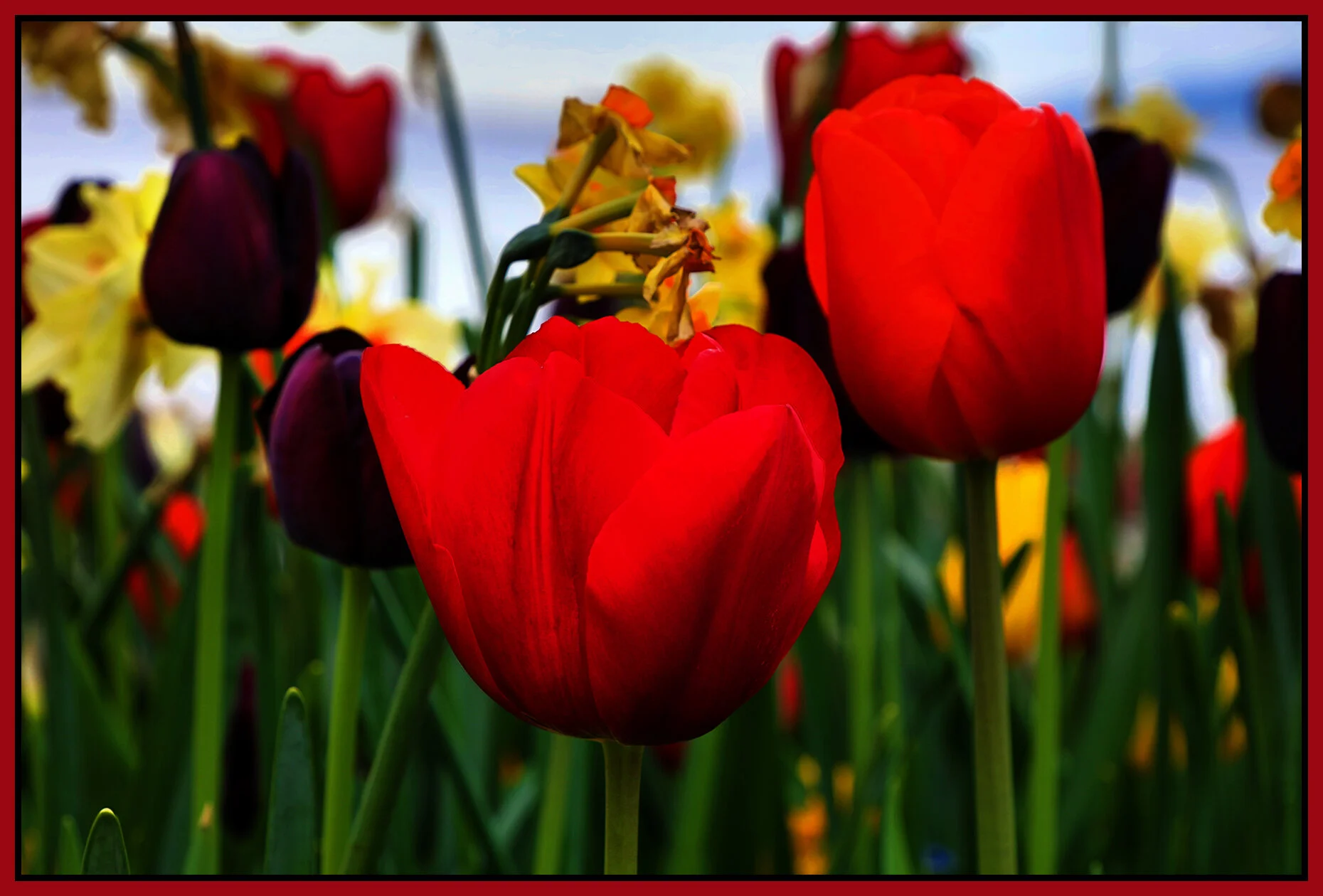 Flowers Tulips_Apr 28_2021_HDR_4G7984_peGC_4x6s.jpg