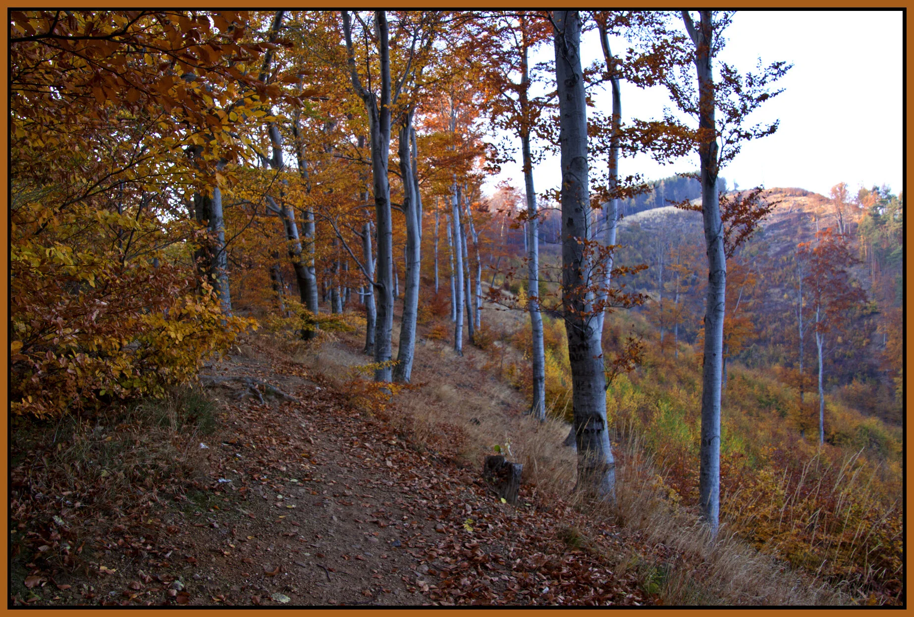 Mátra_Nov 1_2011_4174vel_4x6s.jpg