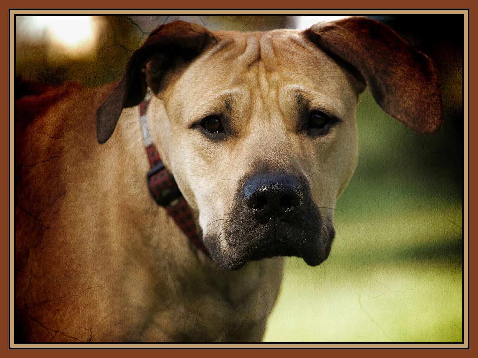 Bruno New West_Oct 9_2018_HDR_D4549_peOldOvly_4x6ss.jpg