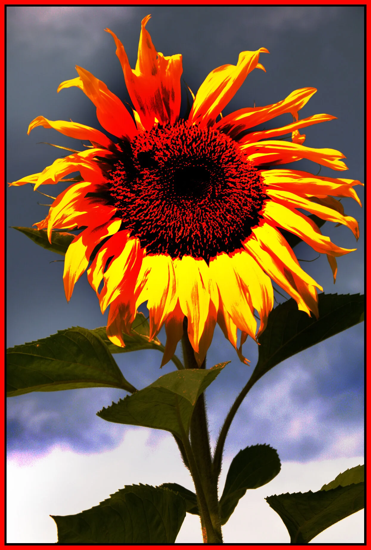 Sunflower_Sept 17_08_8885_4x6s.jpg