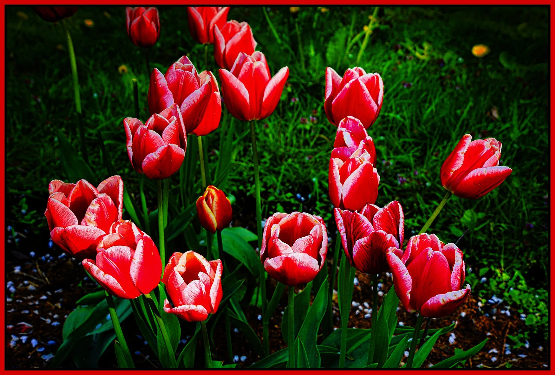 Flowers Tulips_May 7_2023_HDR_4H7183_pePrfctSkin_EWGT_ShrpfctBrDet_4x6s.jpg