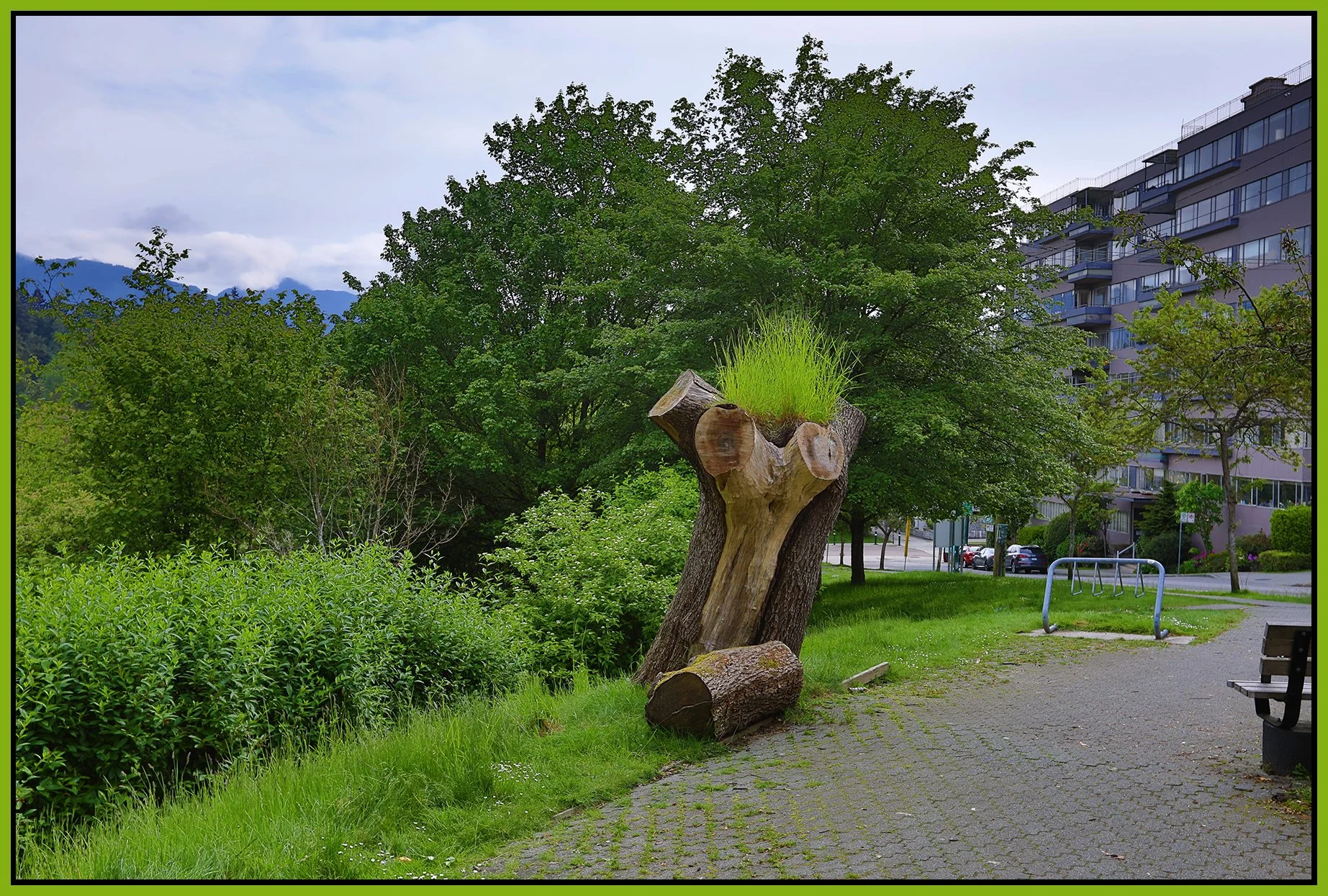 Stanley Pk Tree_May 31_2022_HDR_5B6486_4x6s.jpg