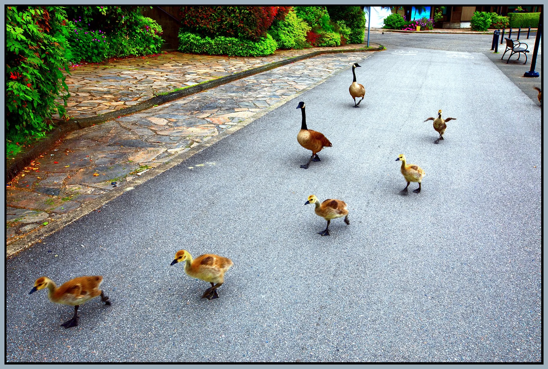 600 MillBank False Creek Geese_Jun 4_2025_CR2_5F3762_peVibrntClrs_Drkn&ImpCntrst_4x6s.jpg