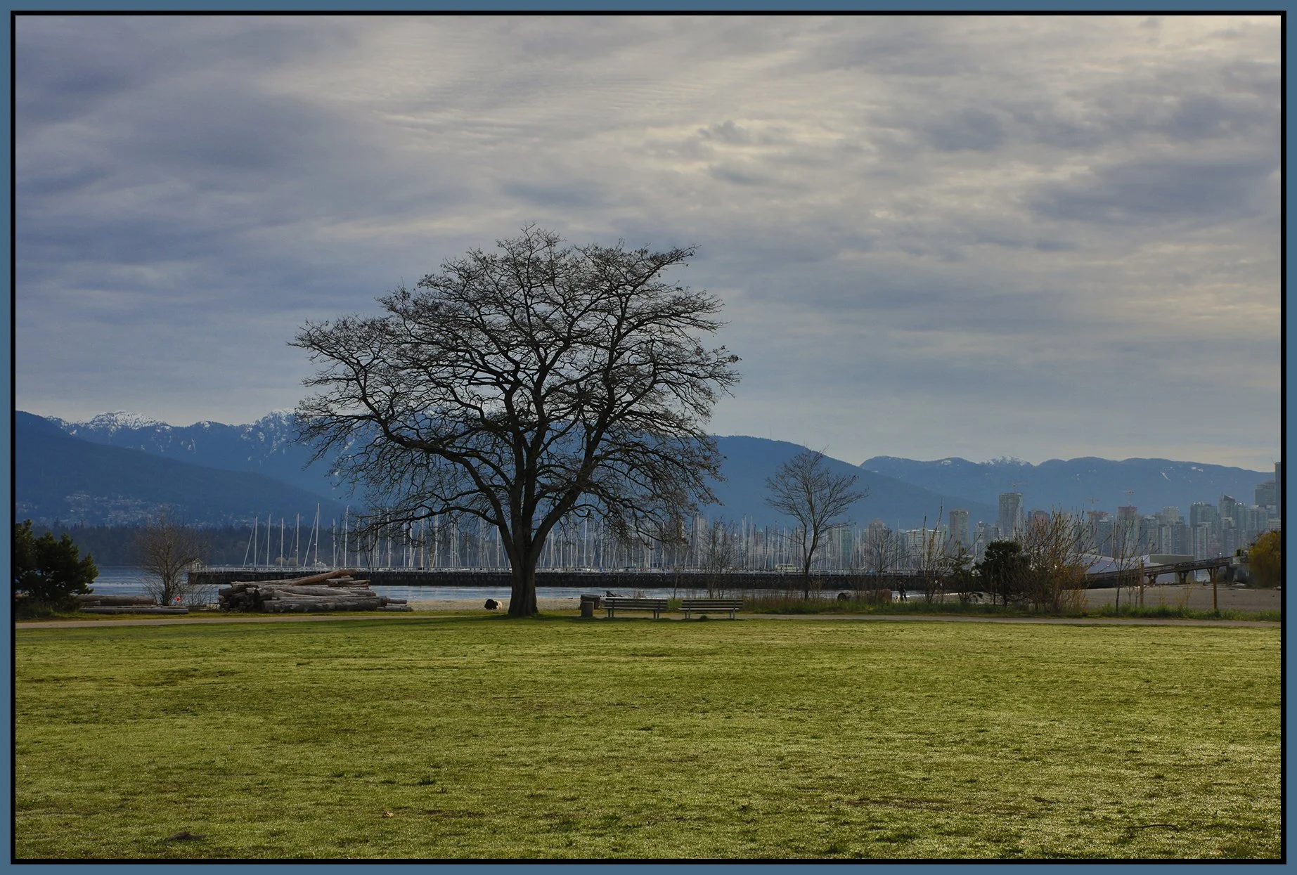 Jericho Beach Tree_Apr 7_2022_HDR_5B1740_4x6s.jpg