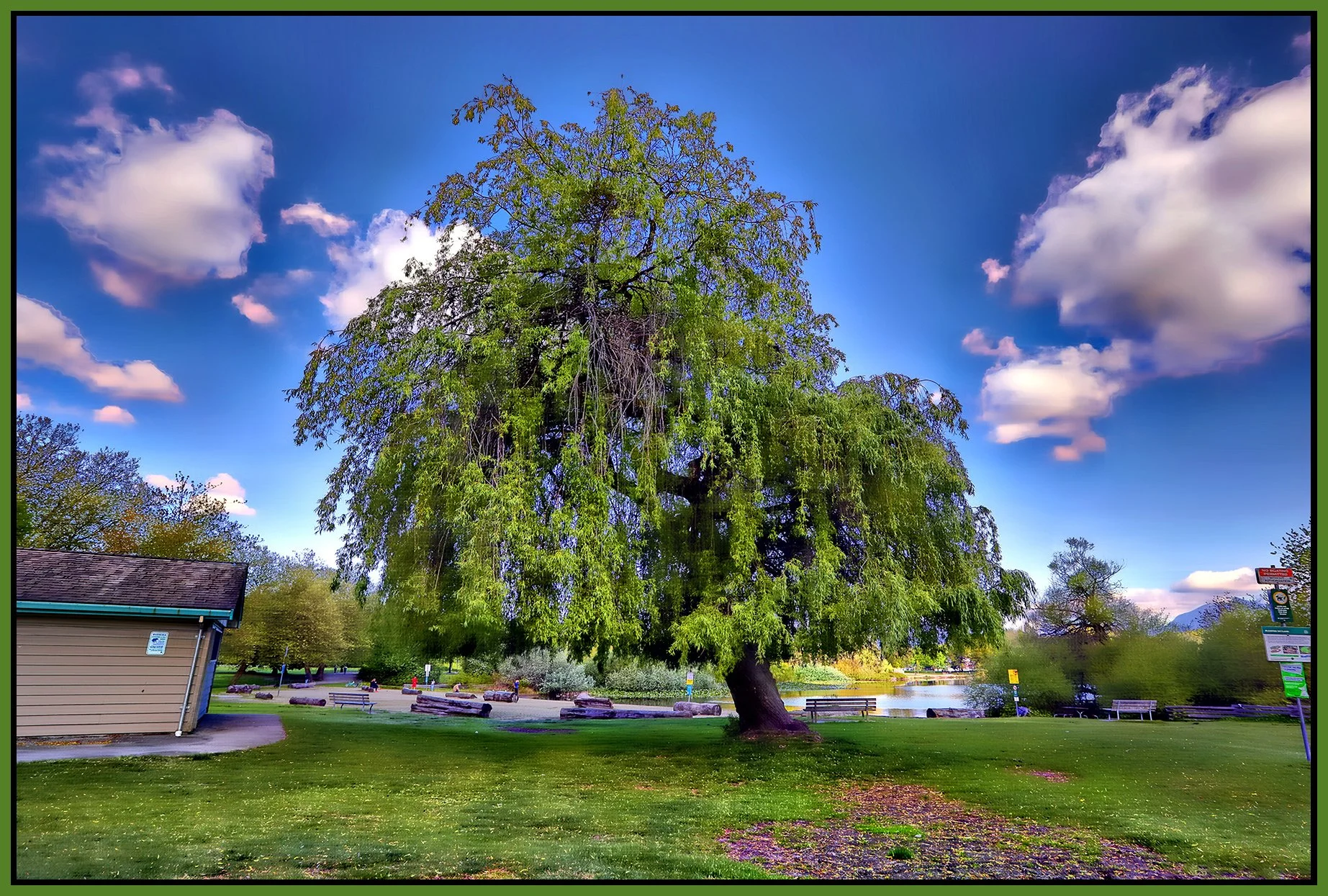 Trout Lake Tree_May 4_2025_HDR_5F2529_peHdr2013_1_4x6s.jpg