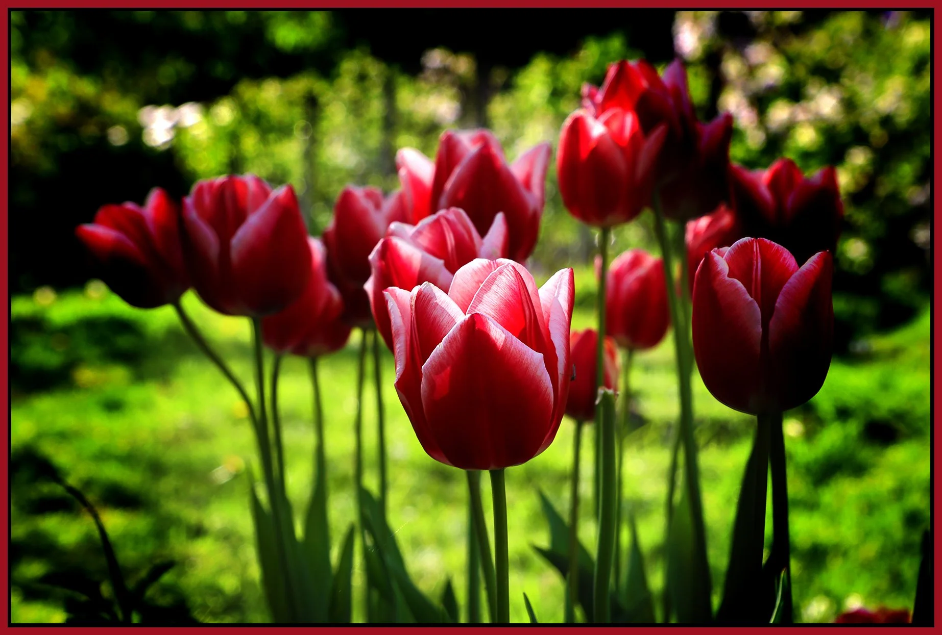 Flowers Tulips_May 7_2023_HDR_4H7163_peDecRadinVig_4x6s.jpg