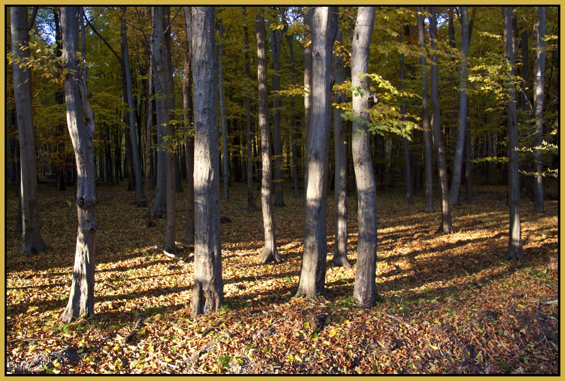 Mátra_Nov 1_2011_4104vel_4x6s.jpg