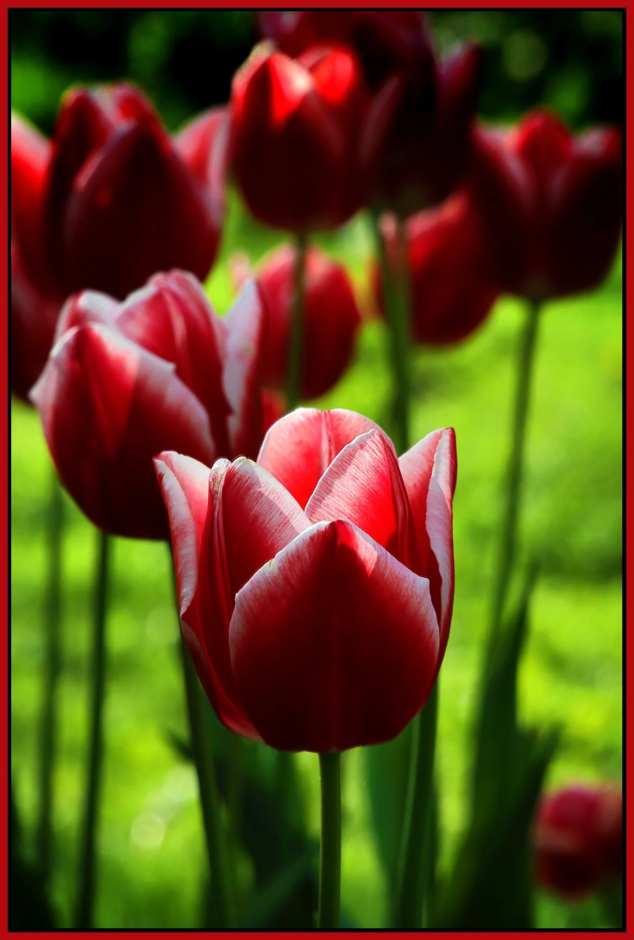 Flowers Tulips_May 7_2023_HDR_4H7171_peDecRadVig_4x6s.jpg