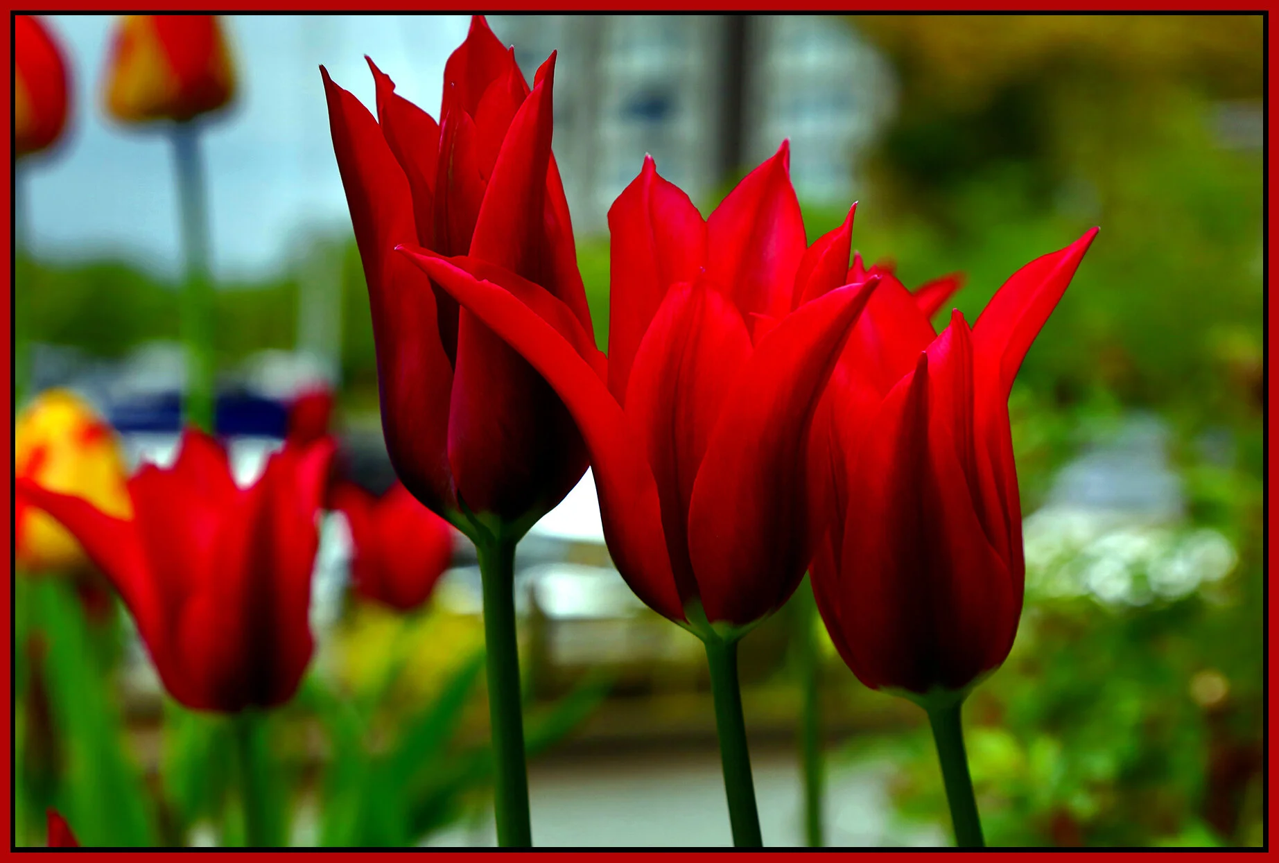 Flowers Tulips_Apr 23_2021_HDR_4G7800_peDrkn&ImpCntrst_4x6s.jpg