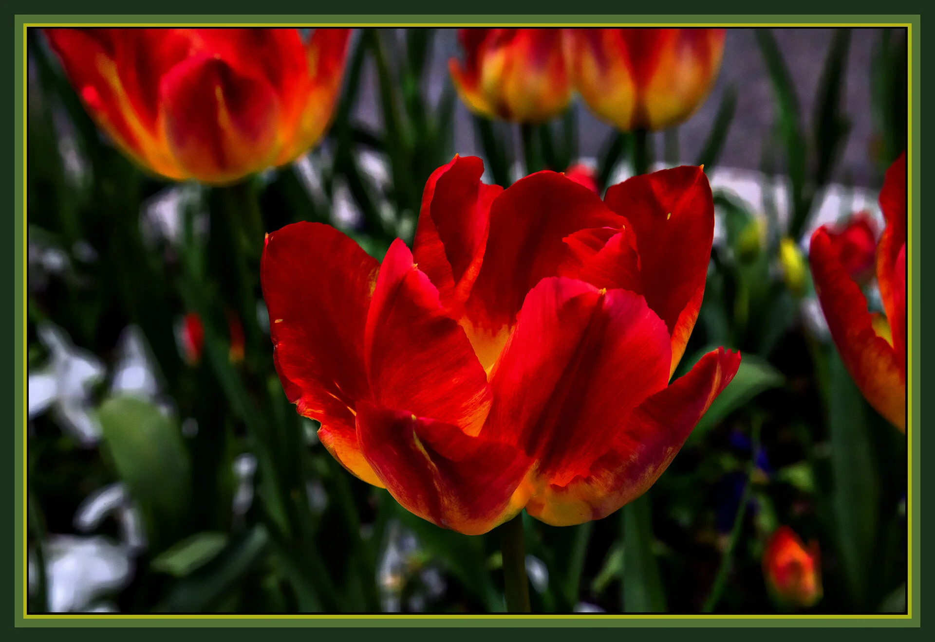 Flowers Tulips_Apr 23_2020_CR2_3B4026_peShadngCntrst_GlssyCovr_4x6s.jpg