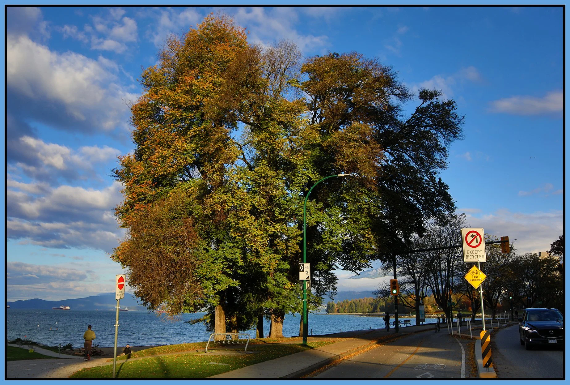English Bay Trees_Oct 23_2023_HDR_5C8464_4x6s.jpg
