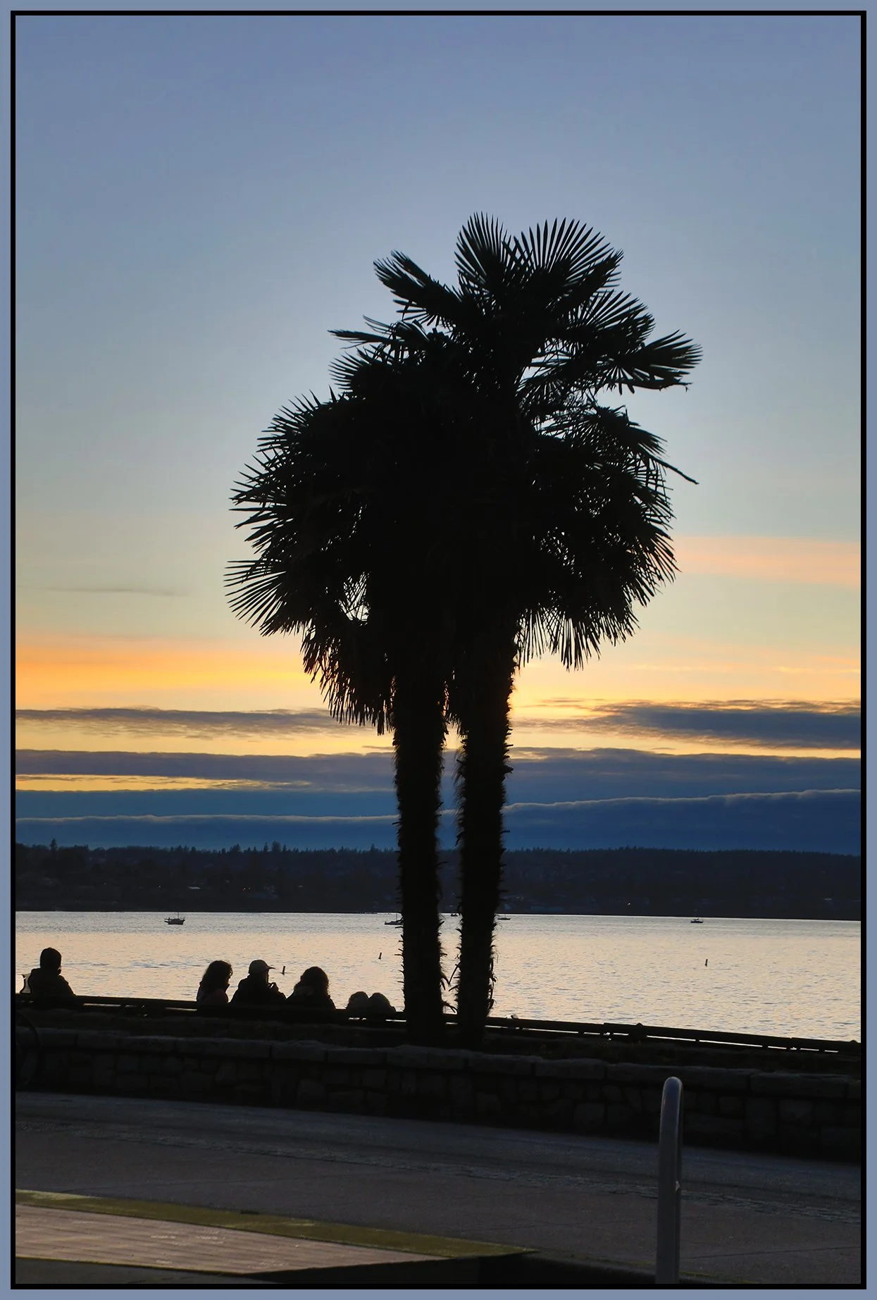 English Bay Palm Tree from Beach Ave_Jan 8_2025_HDR_4J5416_4x6s.jpg