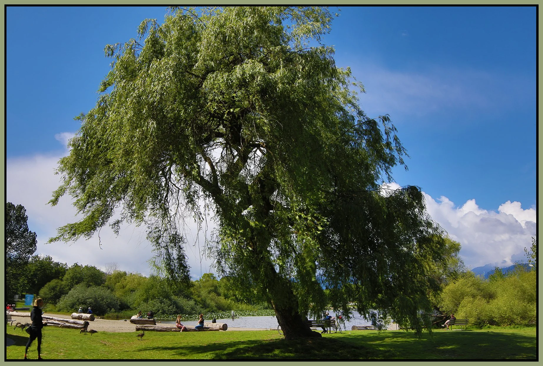 Trout Lake Tree_May 19_2021_HDR_4G8946_4x6s.jpg