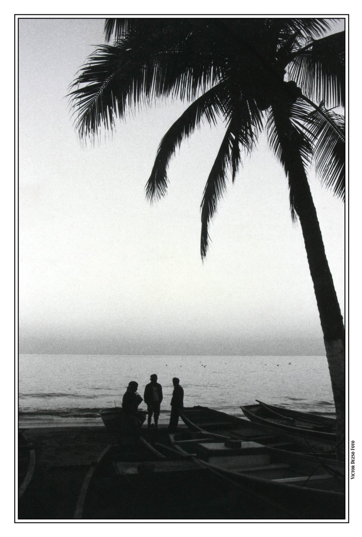 Puerta Vallarta Trees_3651_4x6s.jpg