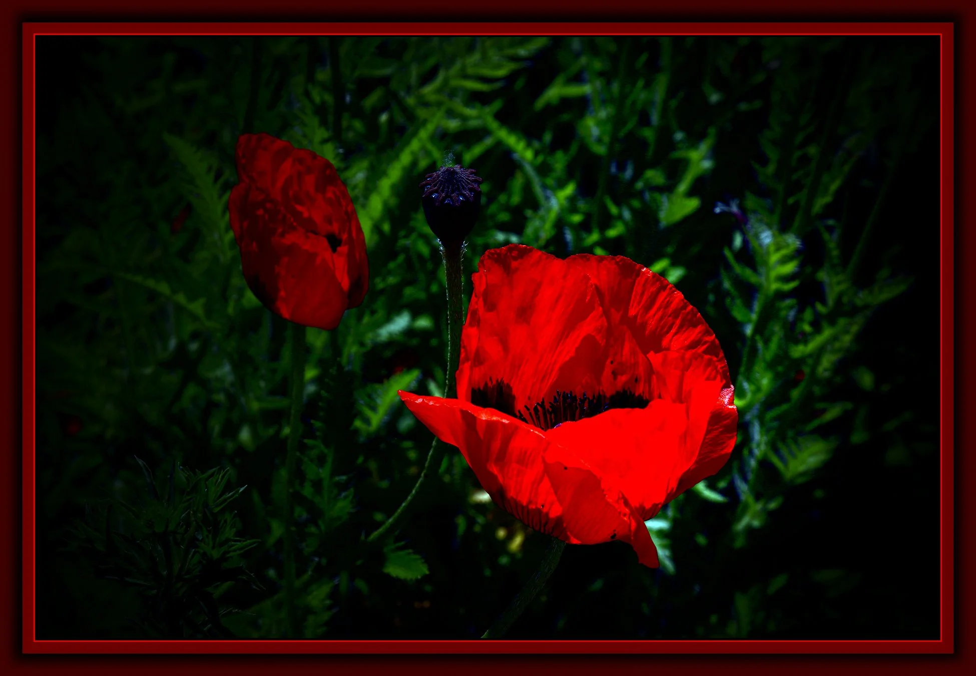 Flowers Poppies_May 16_2020_Jpg_3B6718_pePopDrkn_Drk&ImpC_4x6s.jpg
