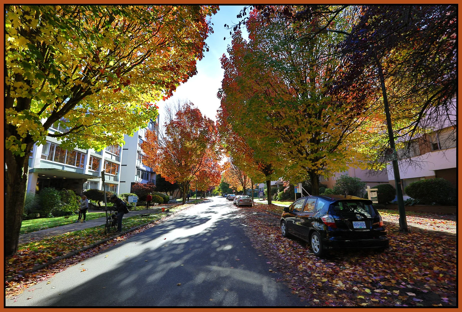 Nelson St Trees LkgE_Oct 15_2026_HDR_4L4941_4x6s.jpg