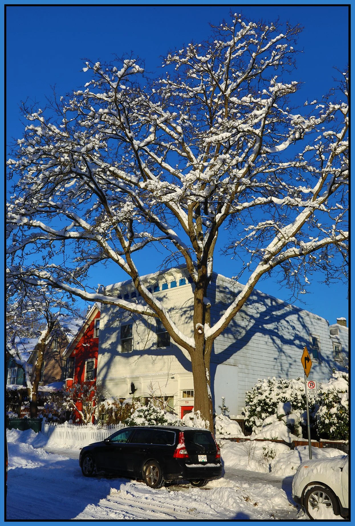 733 Keefer St Tree_Strathcona in Snow_Dec 21_2022_HDR_5D0419_4x6s.jpg