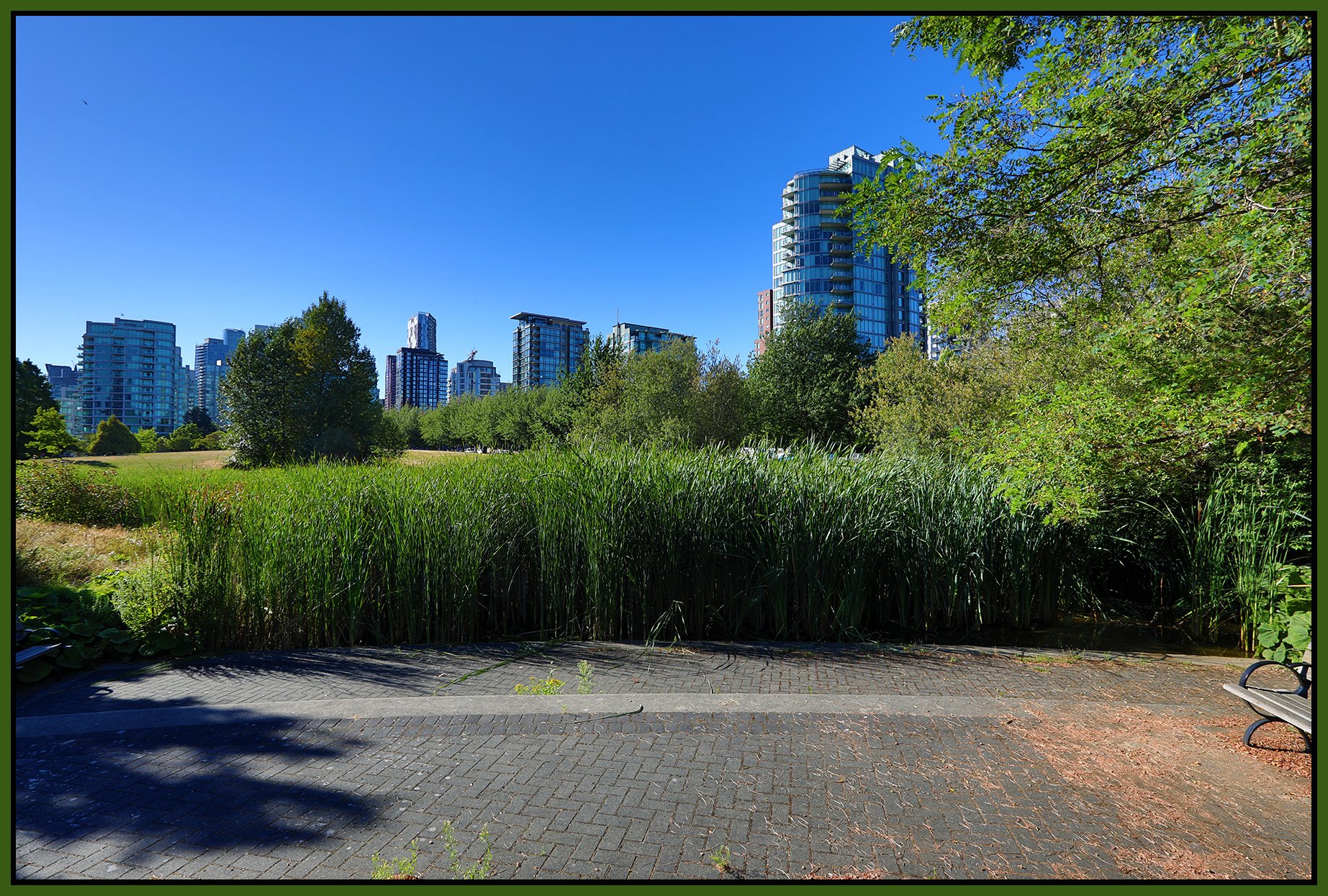 Devonian Pk Bullrushes_Aug 16_2022_HDR_5B6327_4x6s.jpg