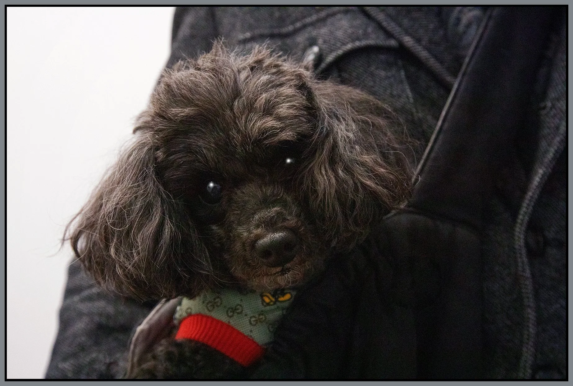 Lulu_Oct 13_2026_CR2_4L4866_peODL_4x6s.jpg
