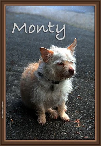 Monty in Not Happy_Dec 25_2019_HDR_F0025_peLc_UndrwtrRefrctn_4x6ss.jpg