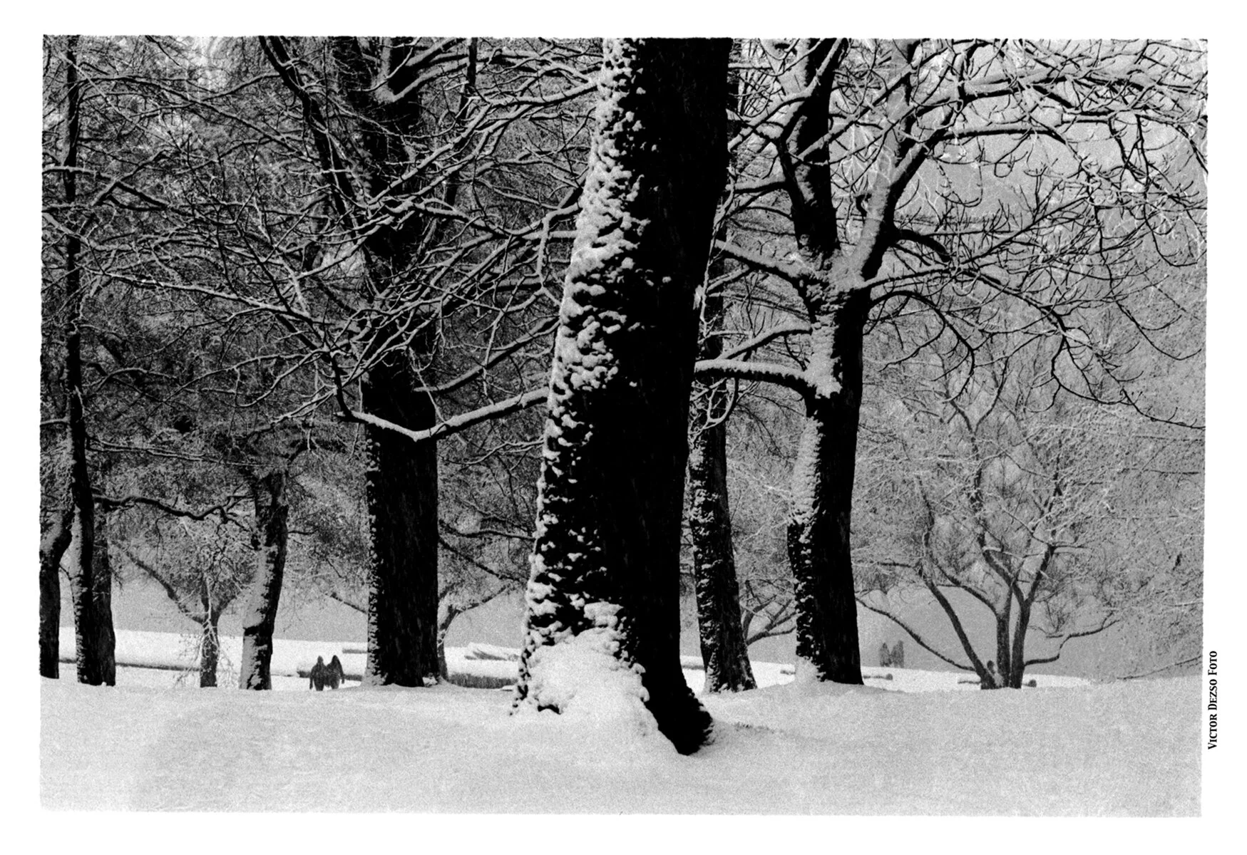 Snow Trees_Kits_17_1_4x6s.jpg