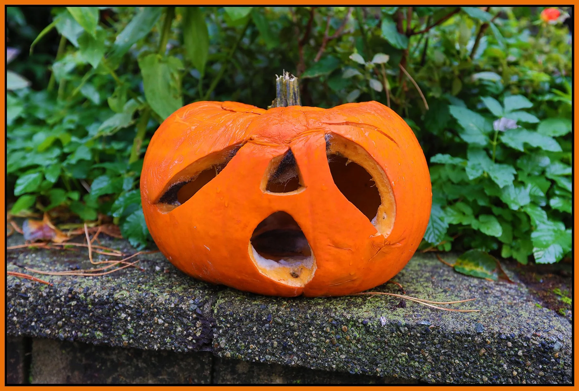 Pumpkin Nov 2_2024_HDR_5E3959_4x6s.jpg