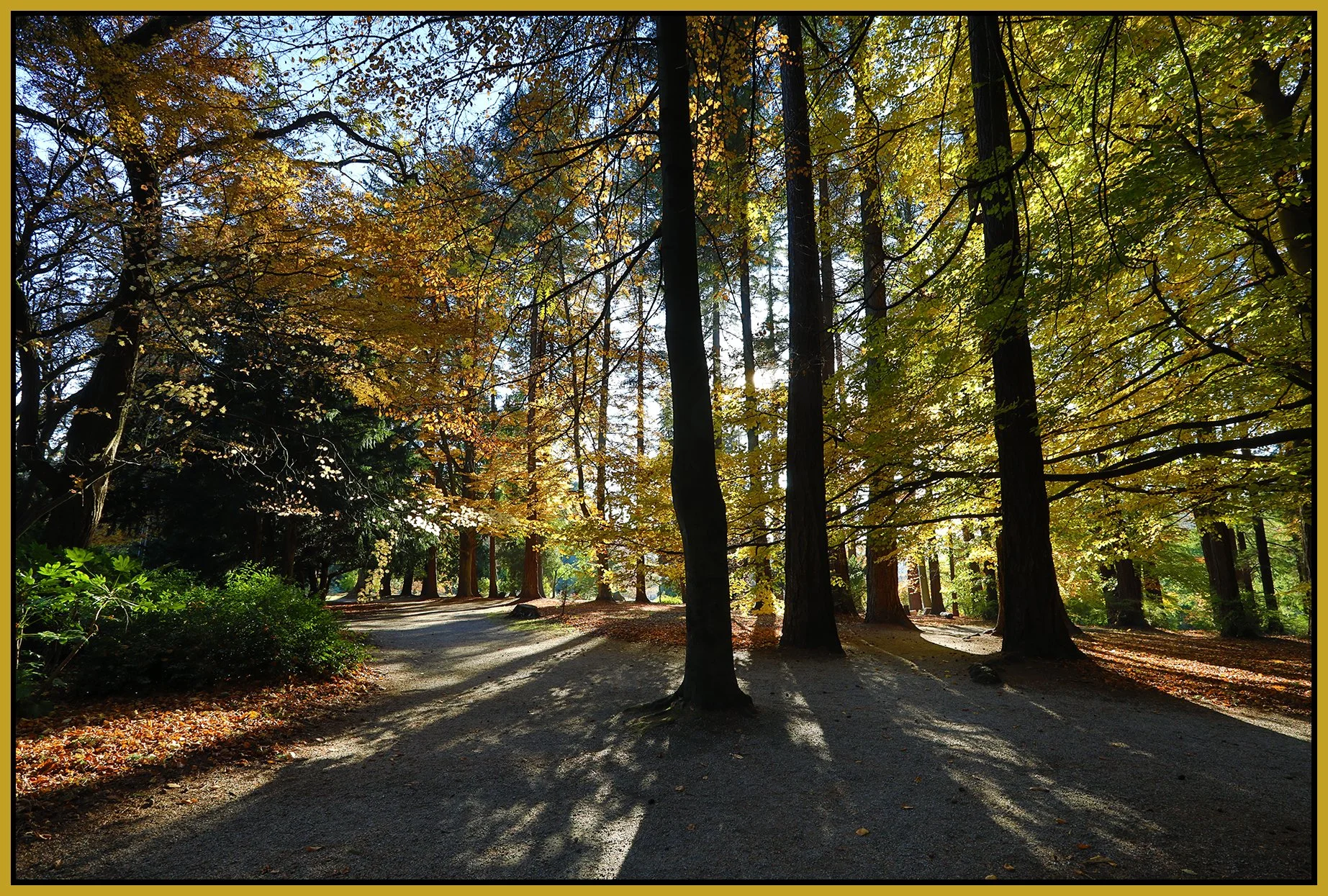 Stanley Pk Trees_Nov 18_2022_HDR_5C6990_4x6s.jpg