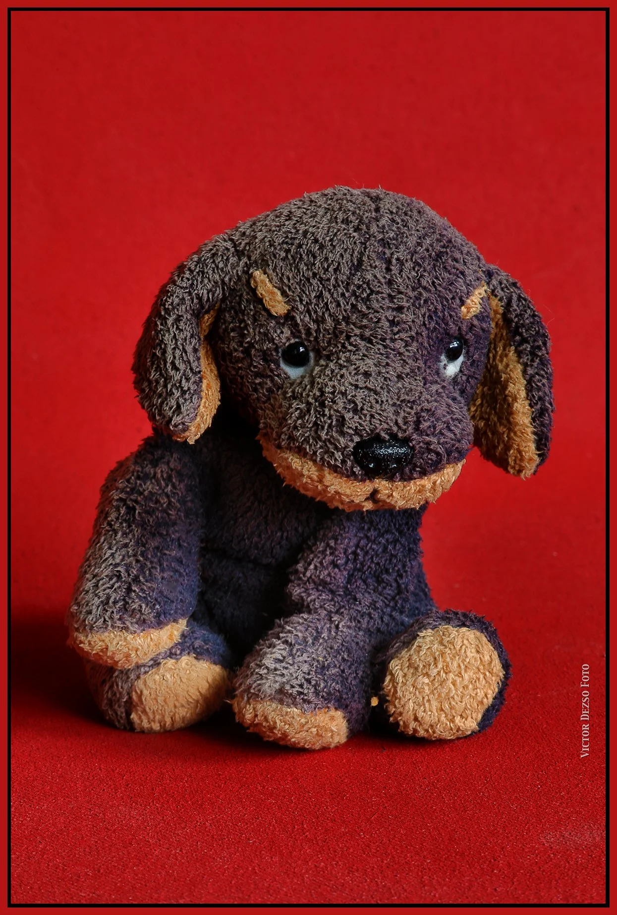 Purple Puppy_Aug 15_2025_HDR_4K1076_4x6s.jpg