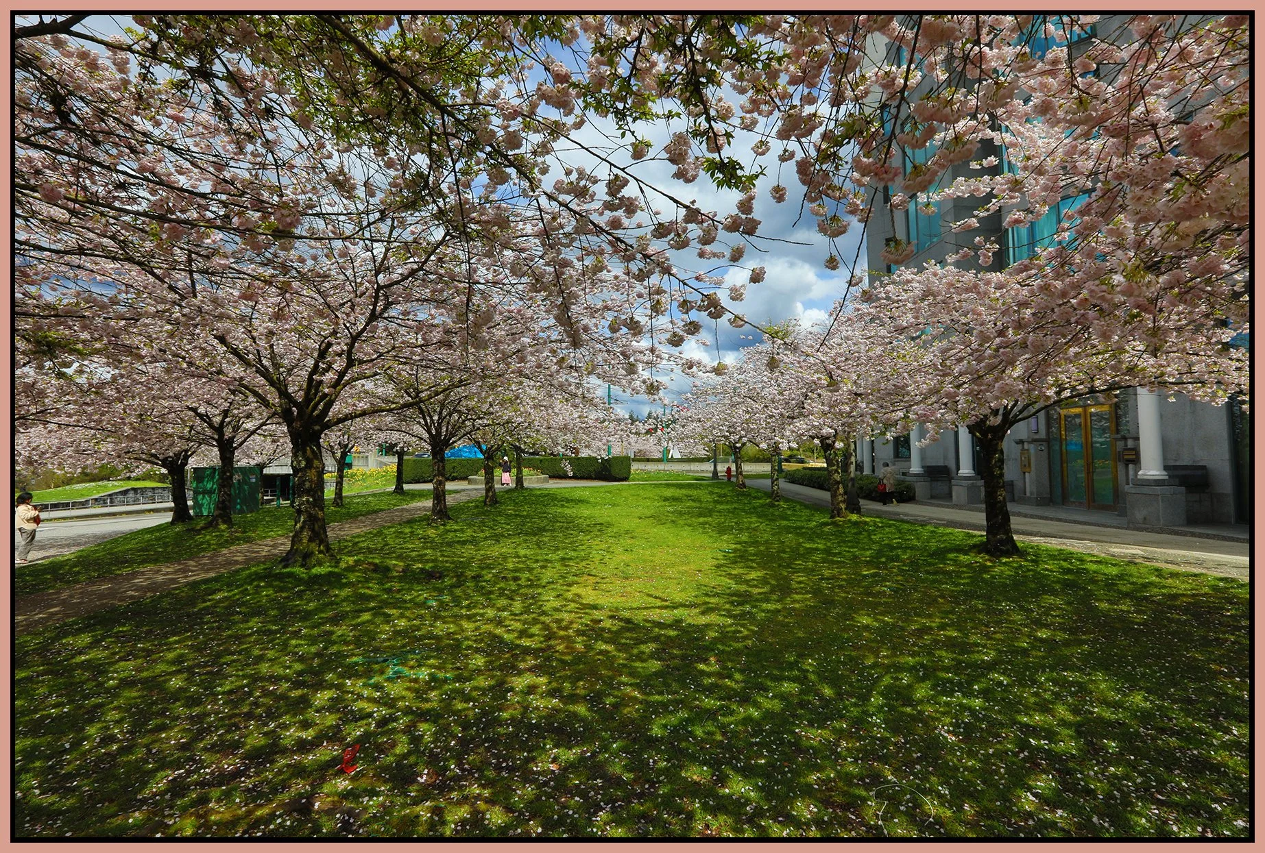 Stanley Park Blossom Trees_Apr 9_2025_HDR_5F1473_4x6s.jpg