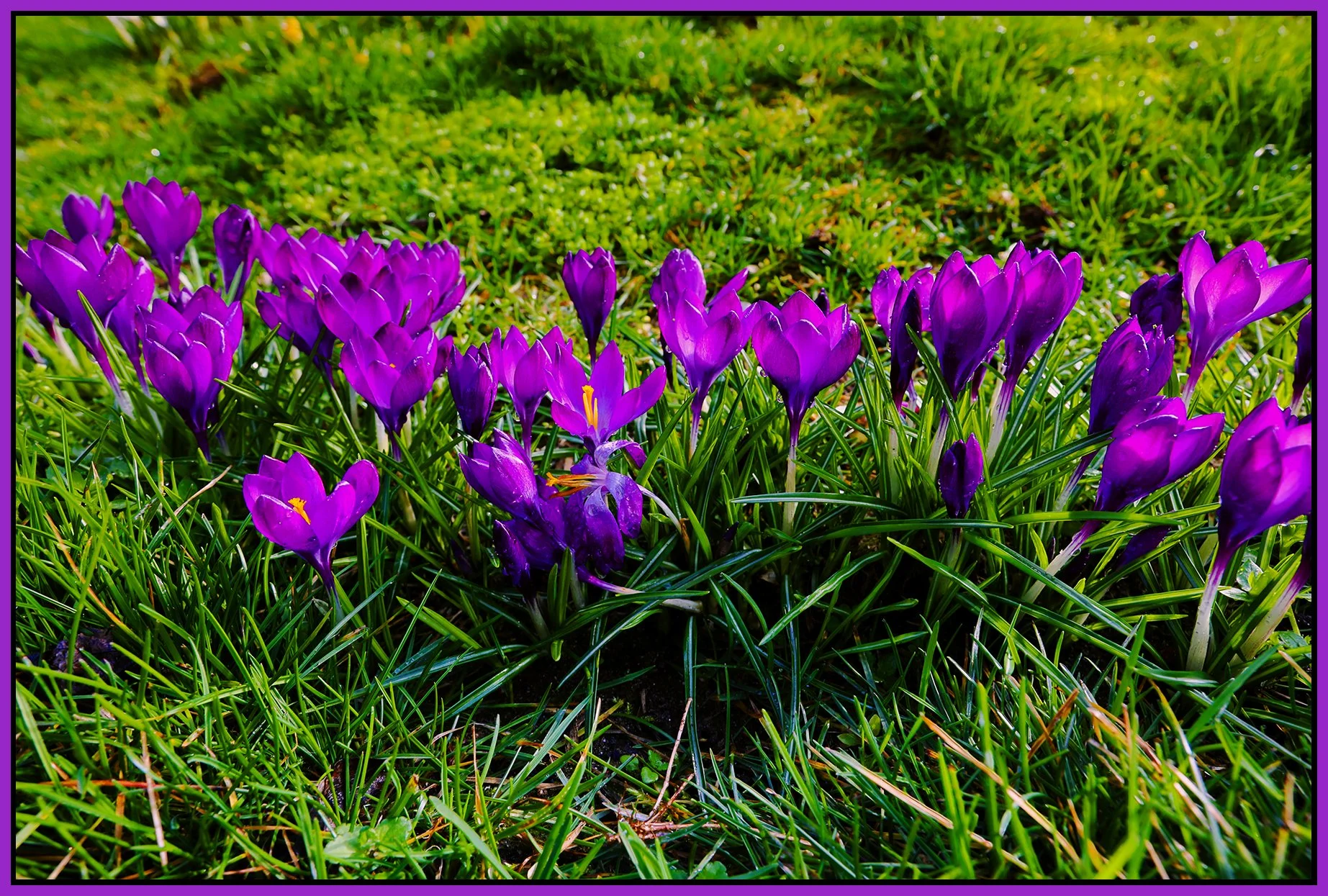 Flowers Crokuses_Mar 16_2025_HDR_F0728_peEWGT_4x6s.jpg
