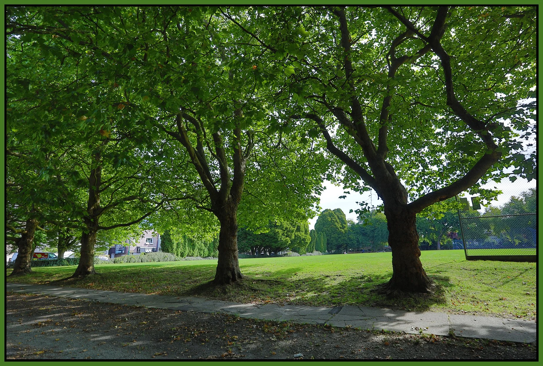 McBride Park Trees_Aug 31_2026_HDR_4L1848_4x6s.jpg
