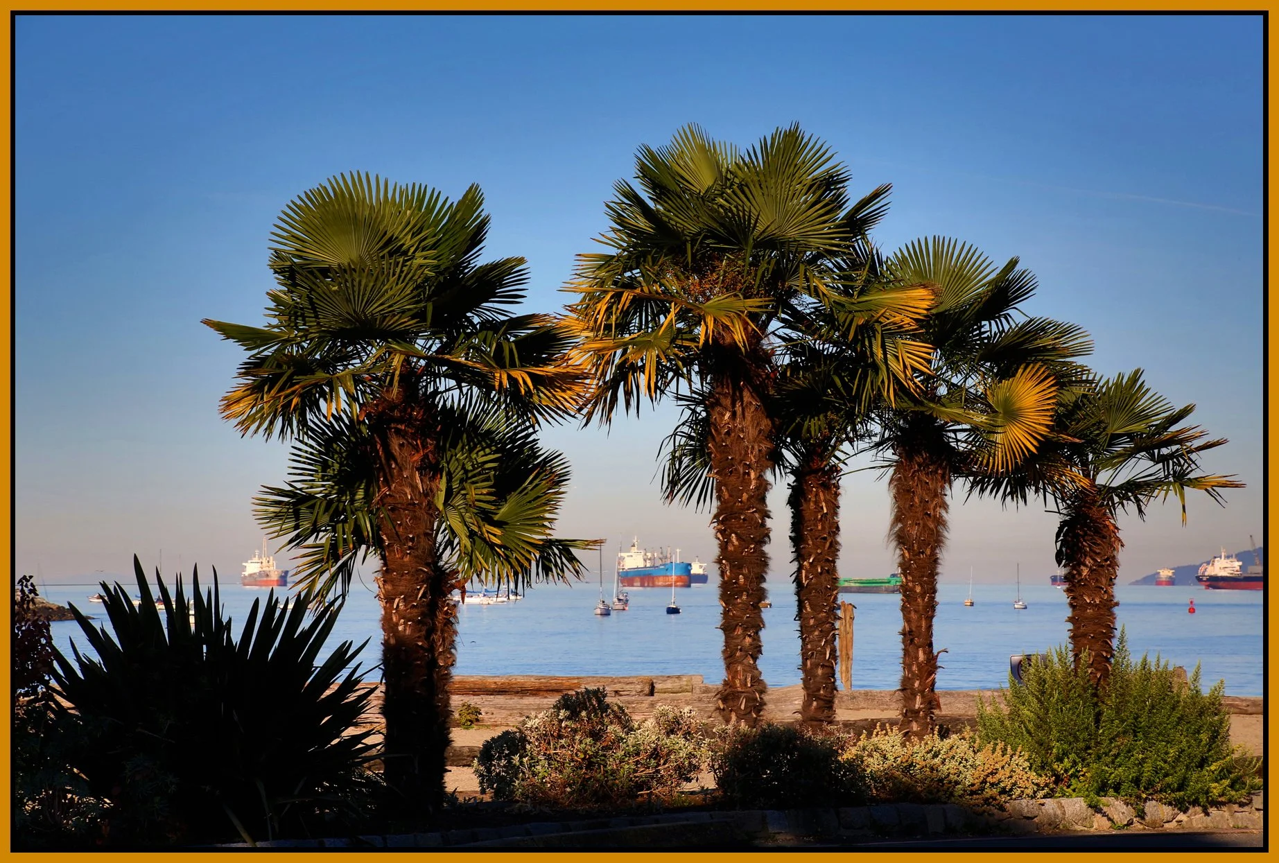 English Bay Palms Vancouver_Sep 14_2016_HDR_L5997_4x6s.jpg