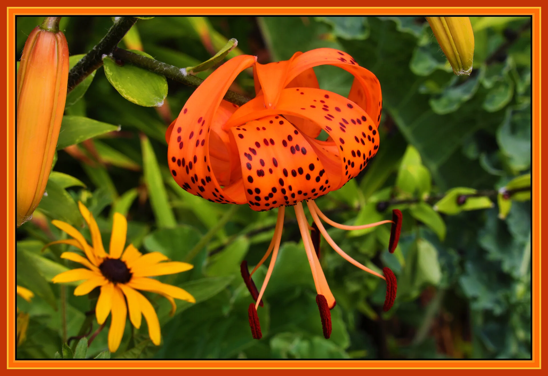 Flowers Vancouver_Jul 30_2019_HDR_E2383_4x6s.jpg