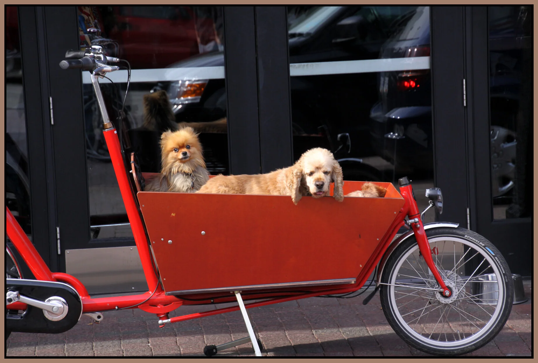 Dogs_Oct 3_2011_8555_4x6s.jpg