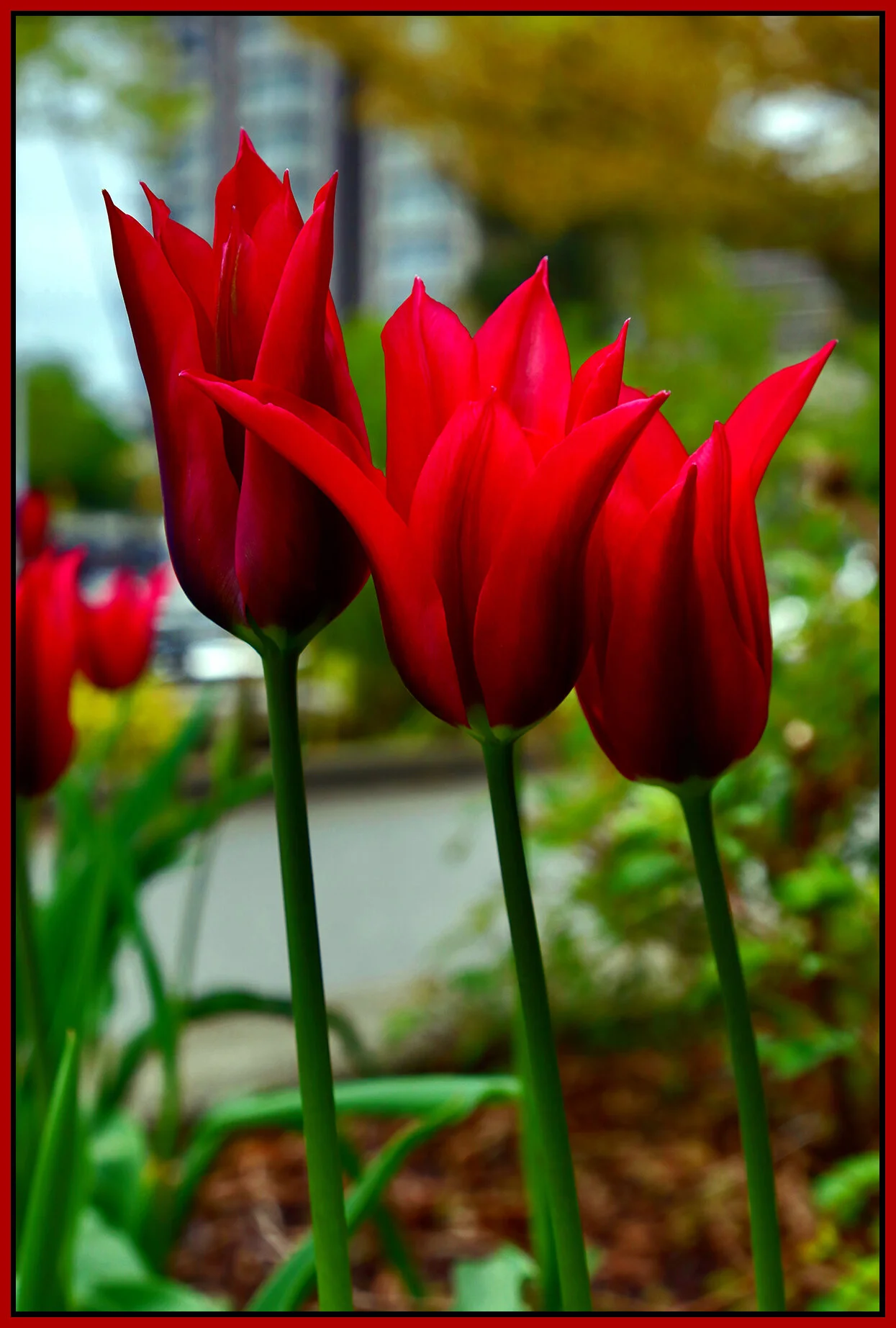 Flowers Tulips_Apr 23_2021_HDR_4G7804_peDrkn&ImpCntrst_4x6s.jpg