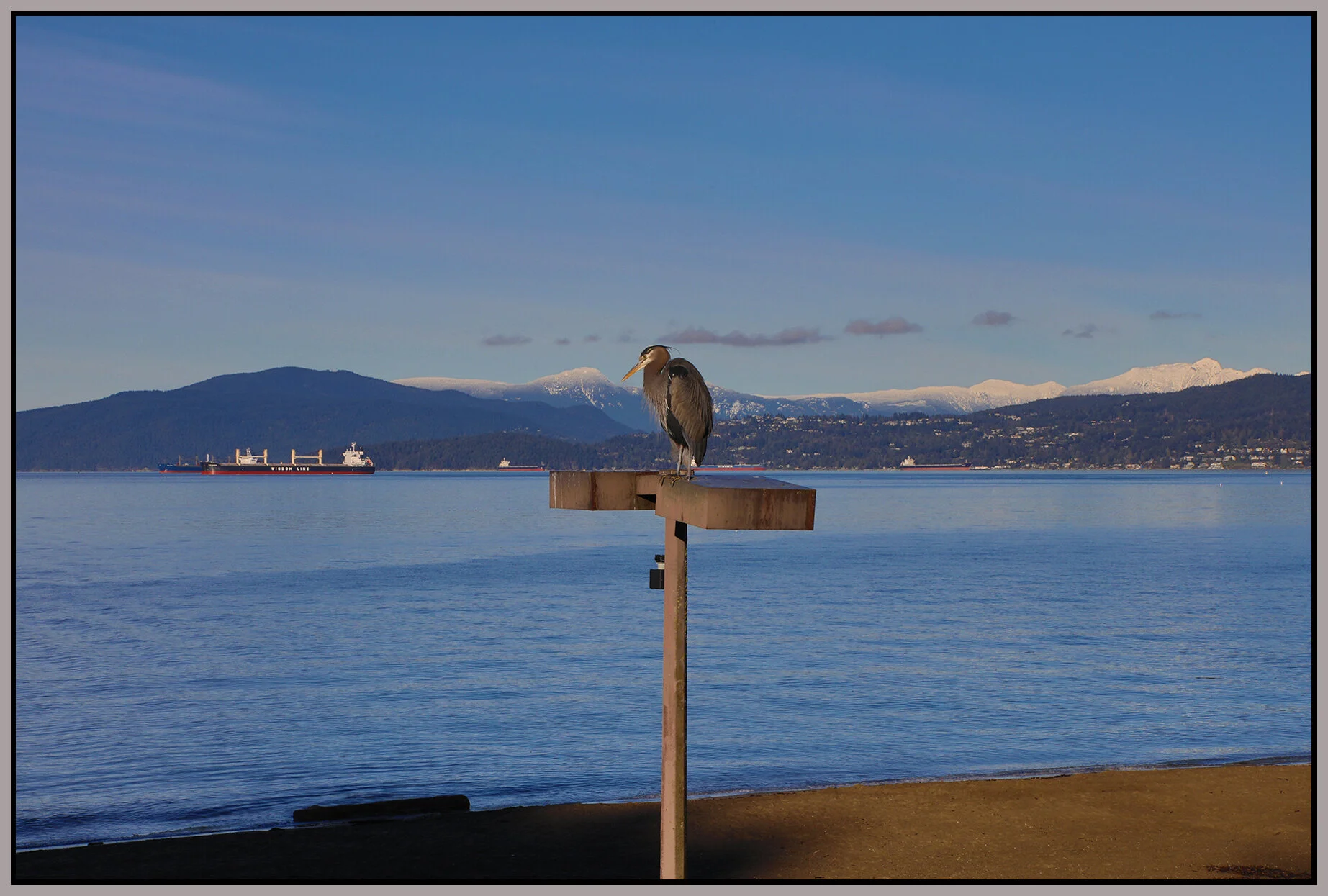 English Bay Herron_Pan_Feb 3_2021_HDR_4G3596_4x6s.jpg