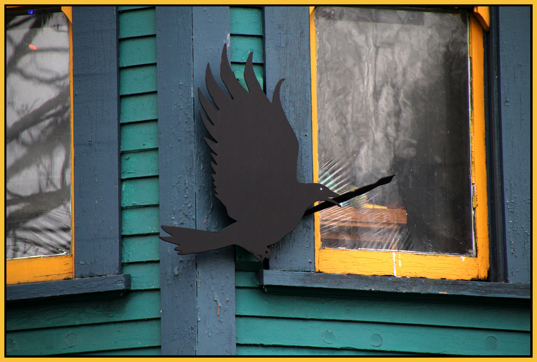 Strathcona Black Bird_Jan 19_2011_0387_4x6s.jpg
