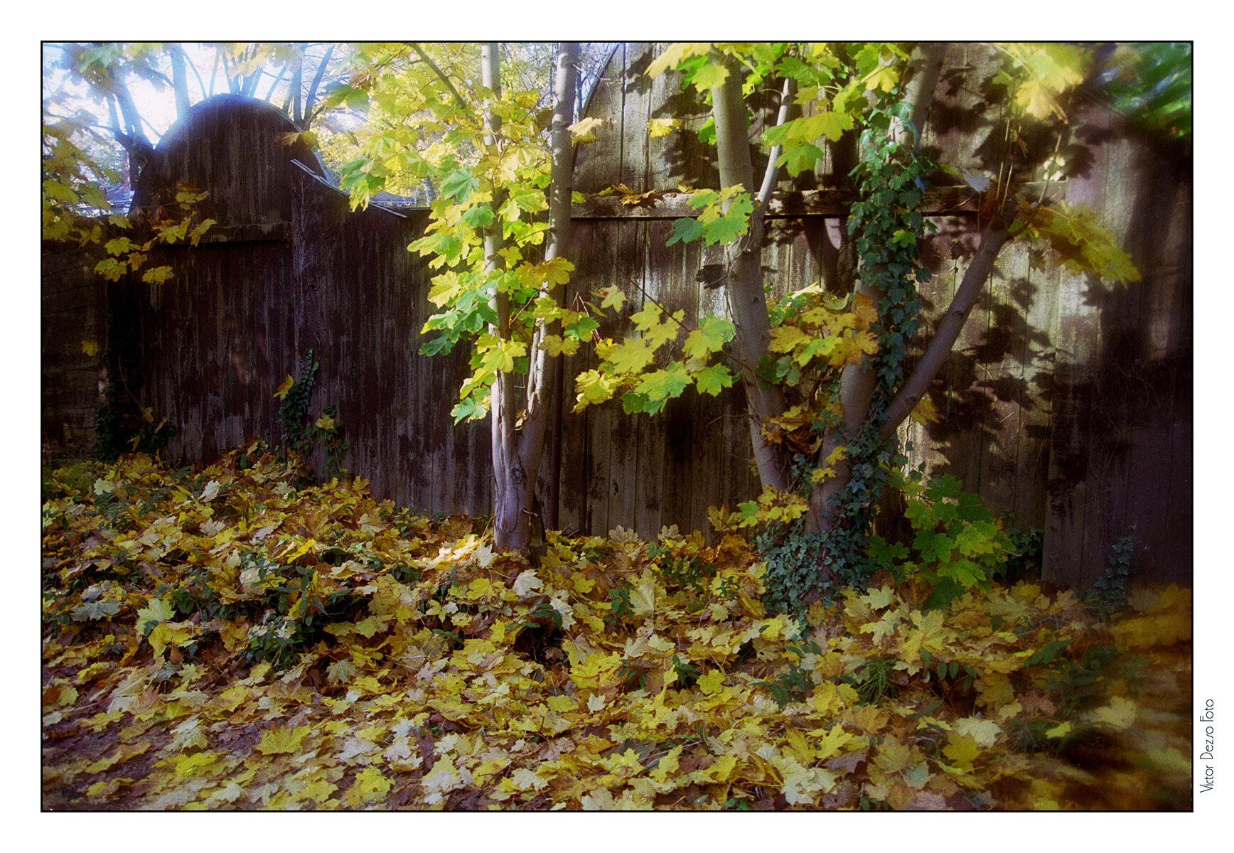 Fall Leaves_Nov 8_1997_20_4x6s.jpg