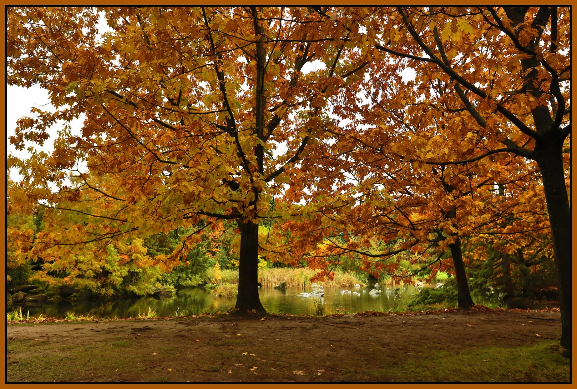 Charleson Pk Trees_Oct 20_2016_HDR_A3686_4x6s.jpg