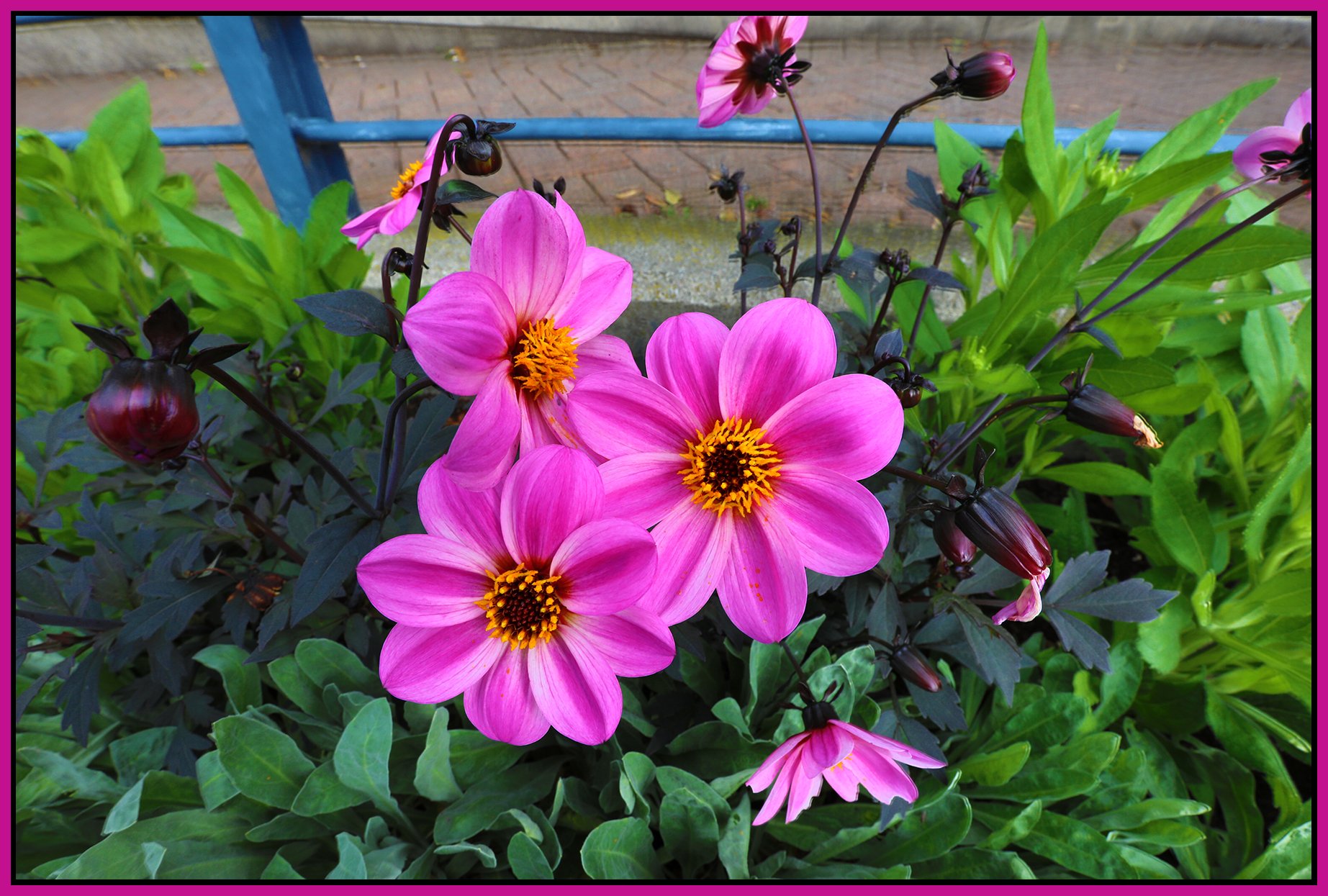 Flowers_Jun 30_2024_HDR_4J1992_4x6s.jpg