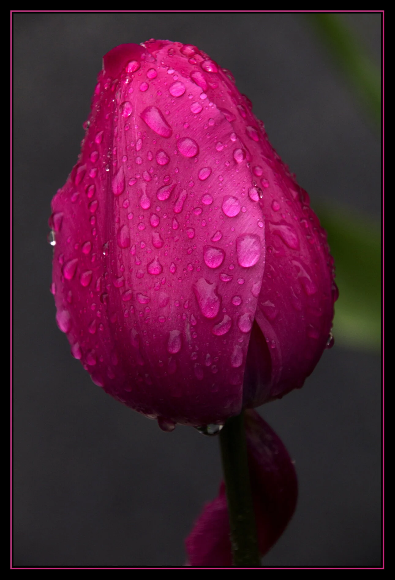 Tulips_Apr 26_2012_3010_4x6_1s.jpg