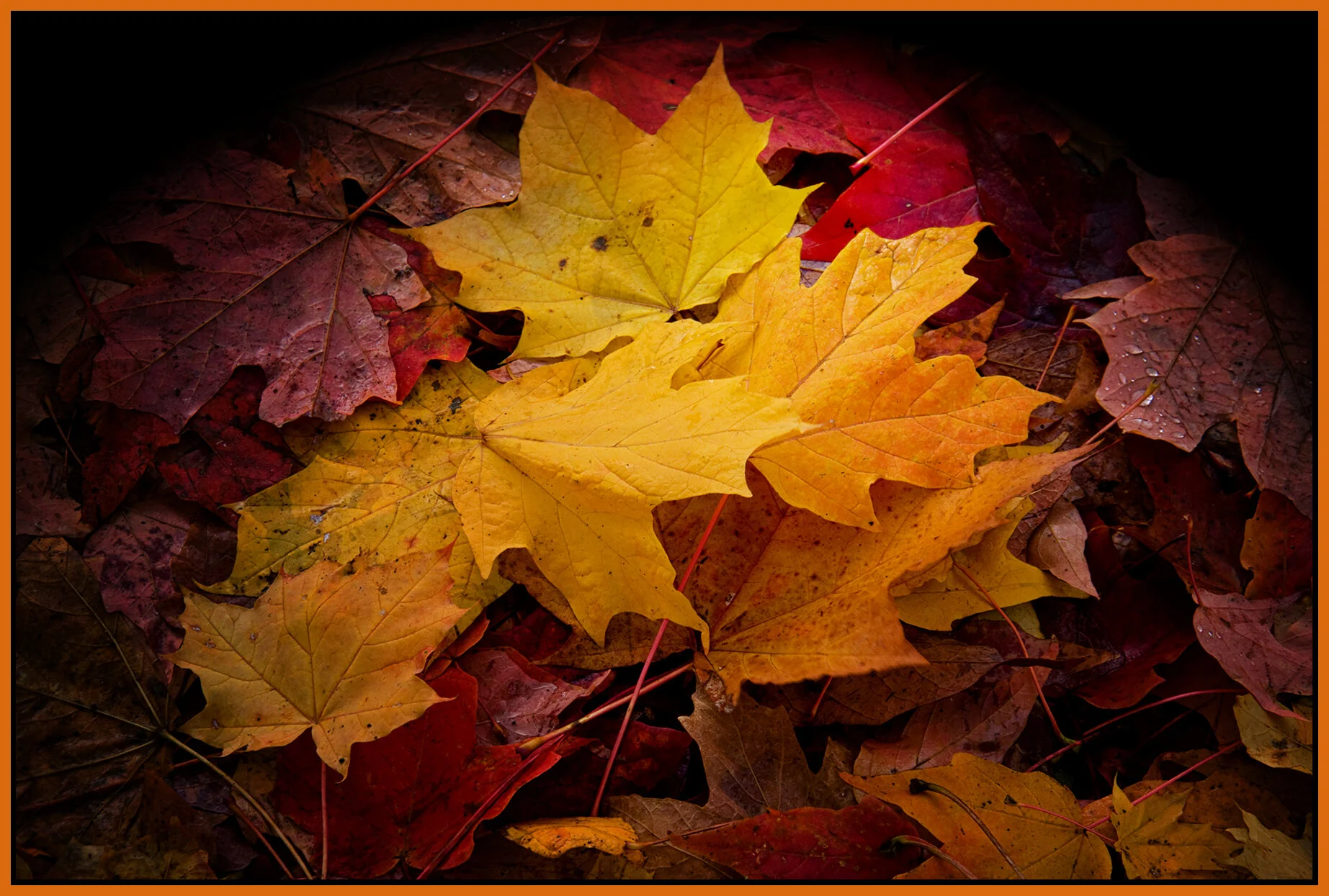 Fall Leaves_Oct 21_09_6003vel_peShrpfctBrght_4x6s.jpg