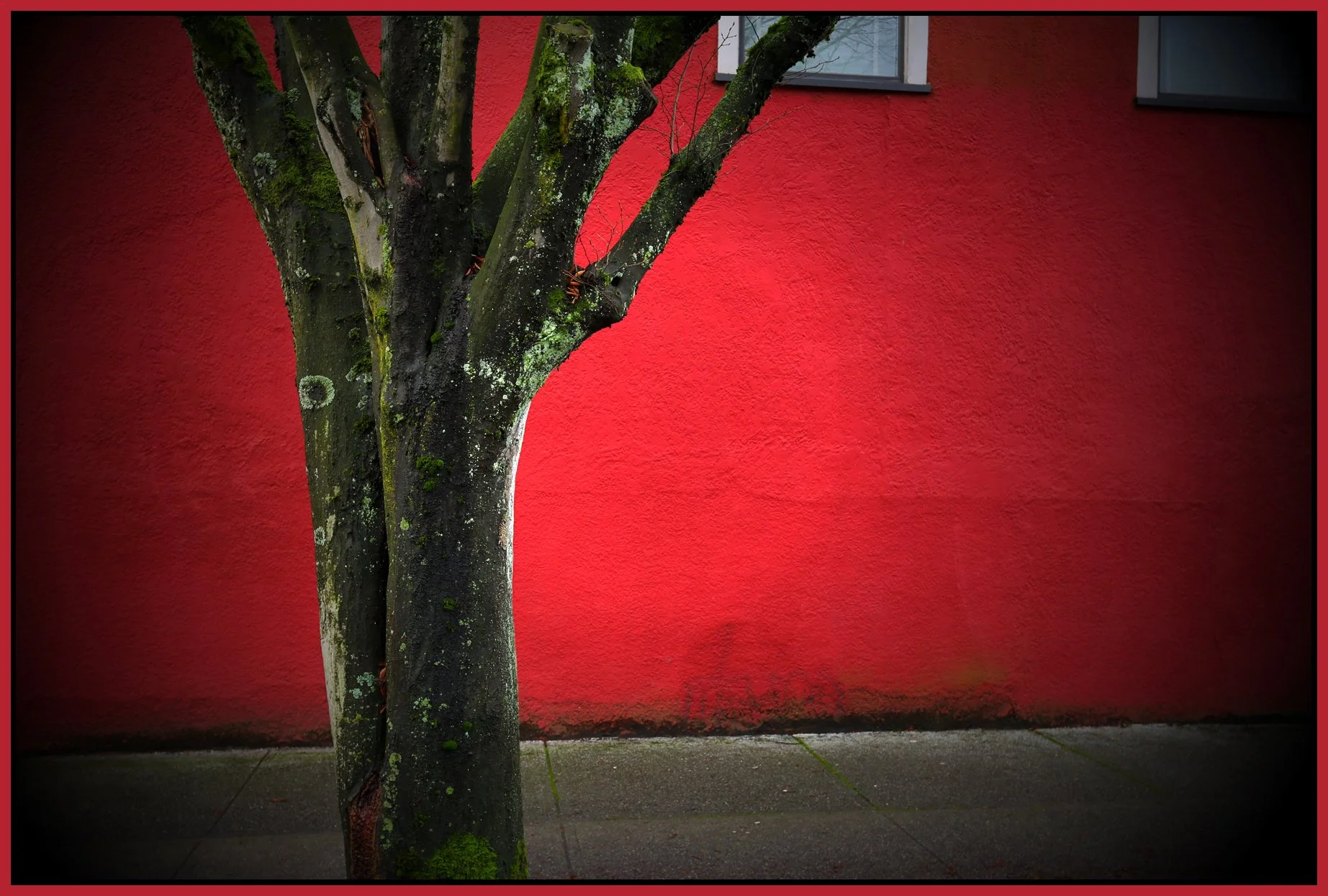 Benny's Mkt Tree Vancouver_Nov 27_2016_HDR_A0131_peIntense_4x6s.jpg