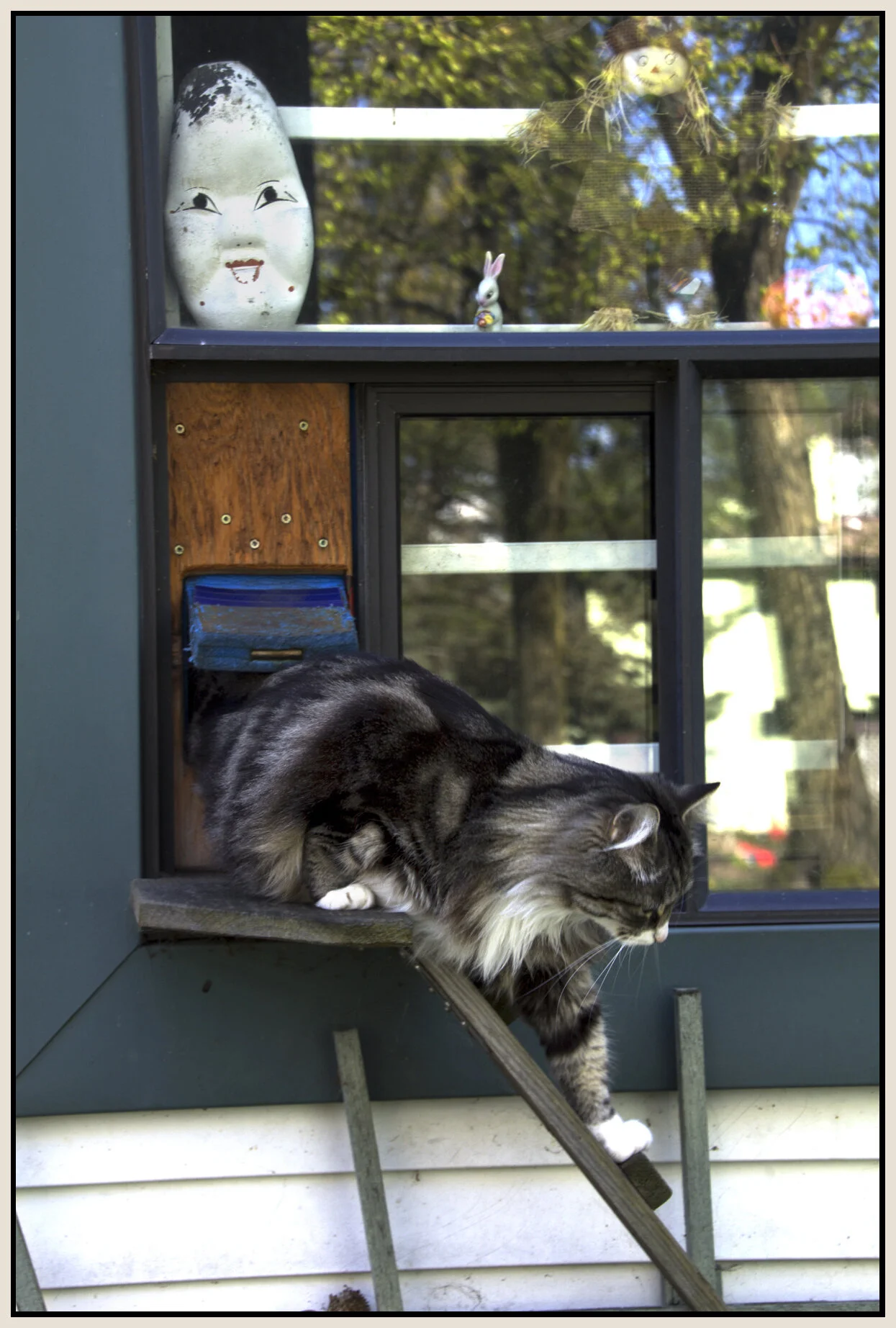 Cat in Window_May 1_2011_3220_4x6s.jpg