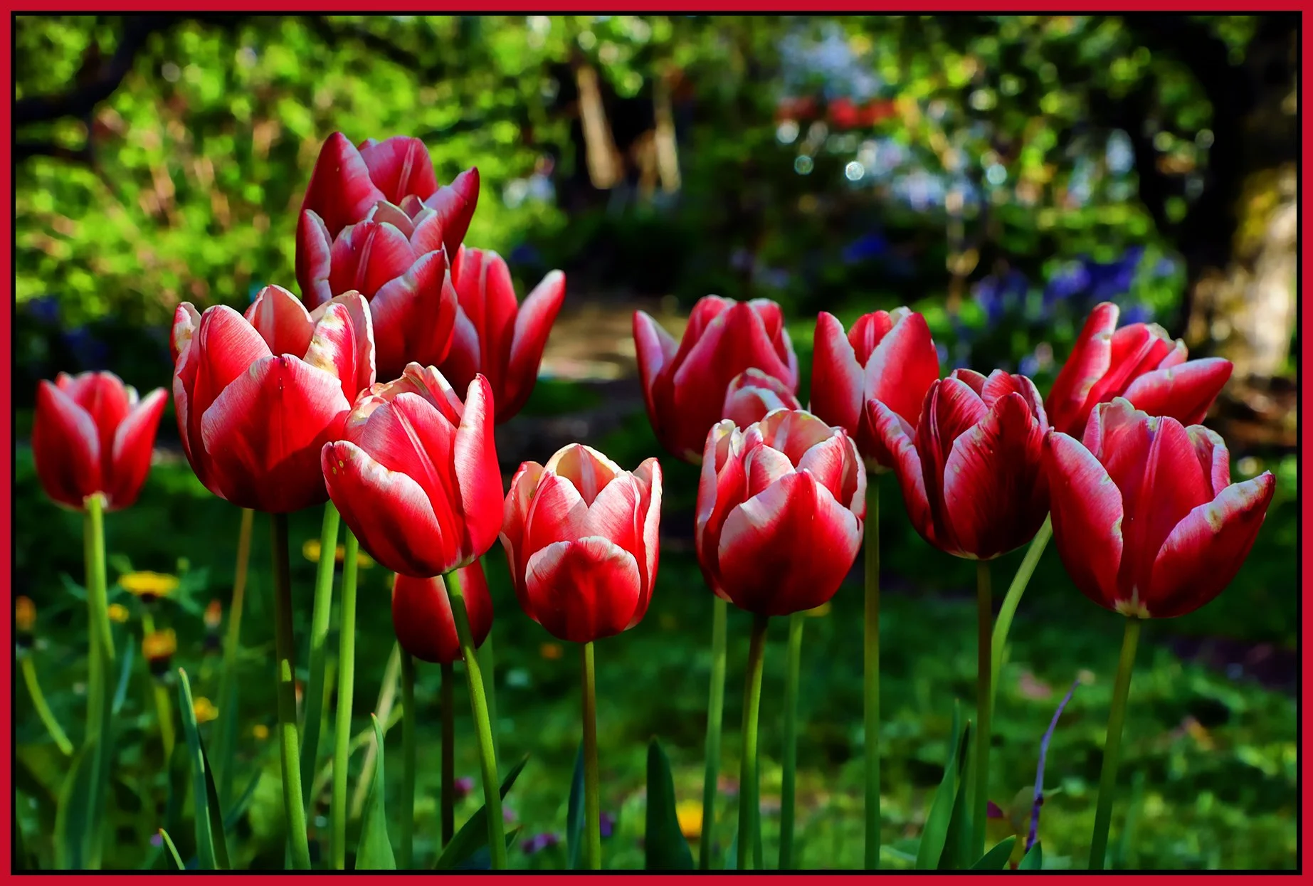 Flowers Tulips_May 7_2023_HDR_4H7191_peShdngCntrst_4x6s.jpg